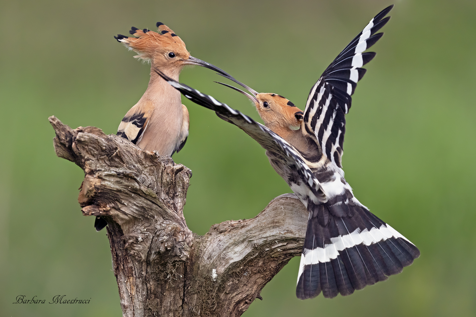 Quarrels.....
