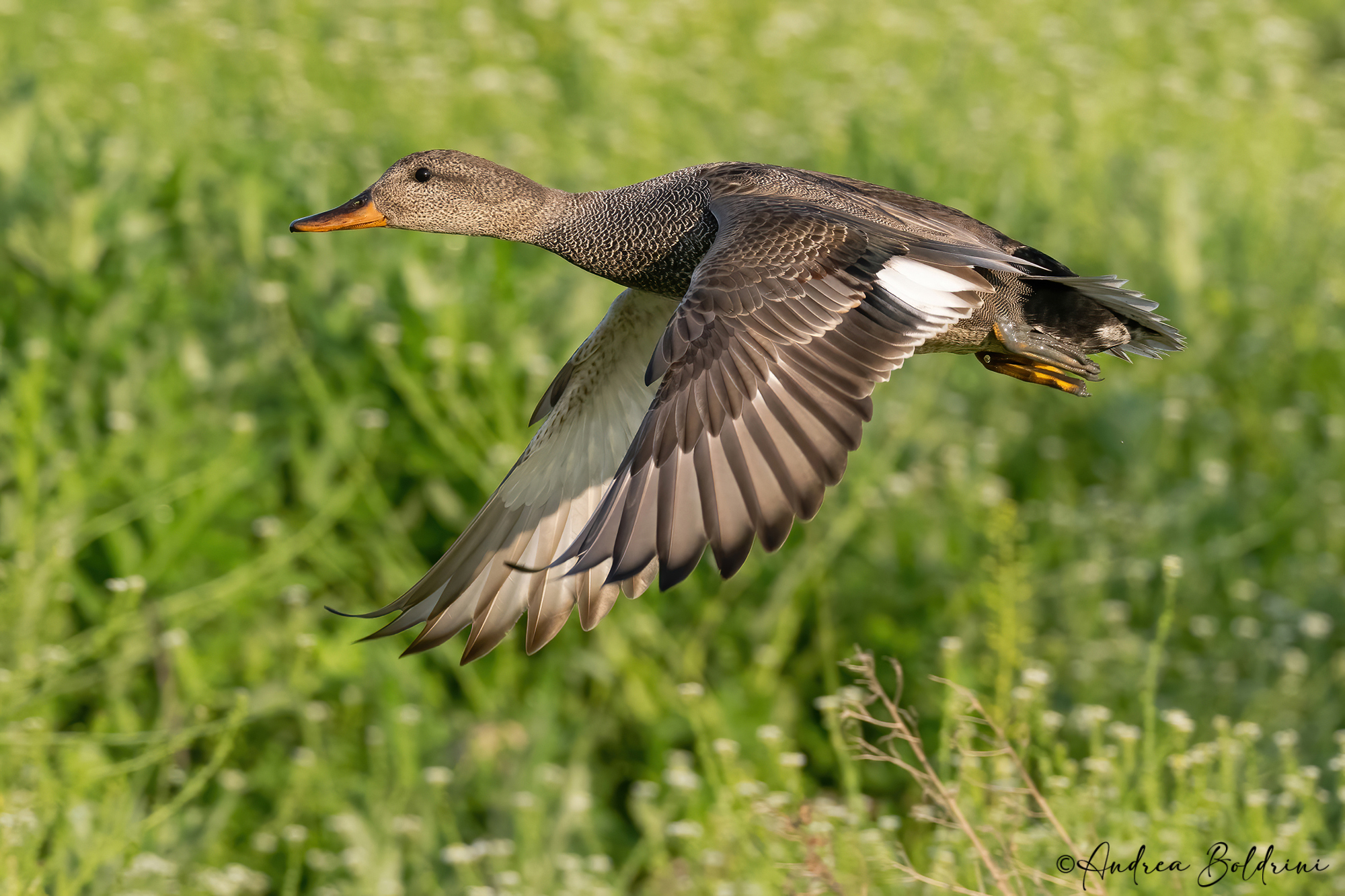 Gadwall