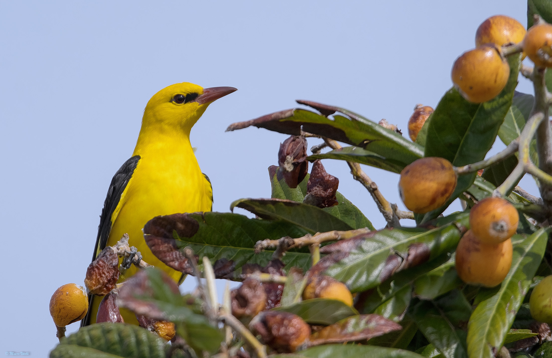 Oriole (Oriolus oriolus)