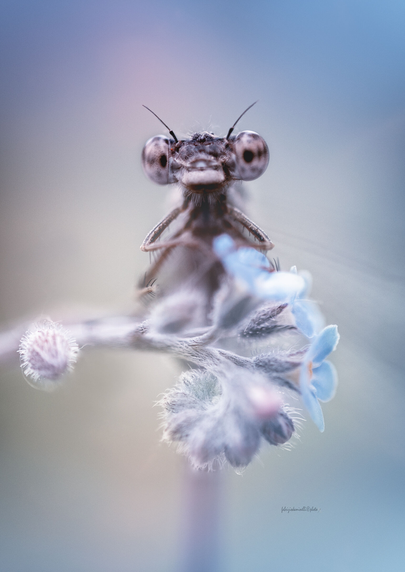 Common Winter Damsel - Sympecma fusca