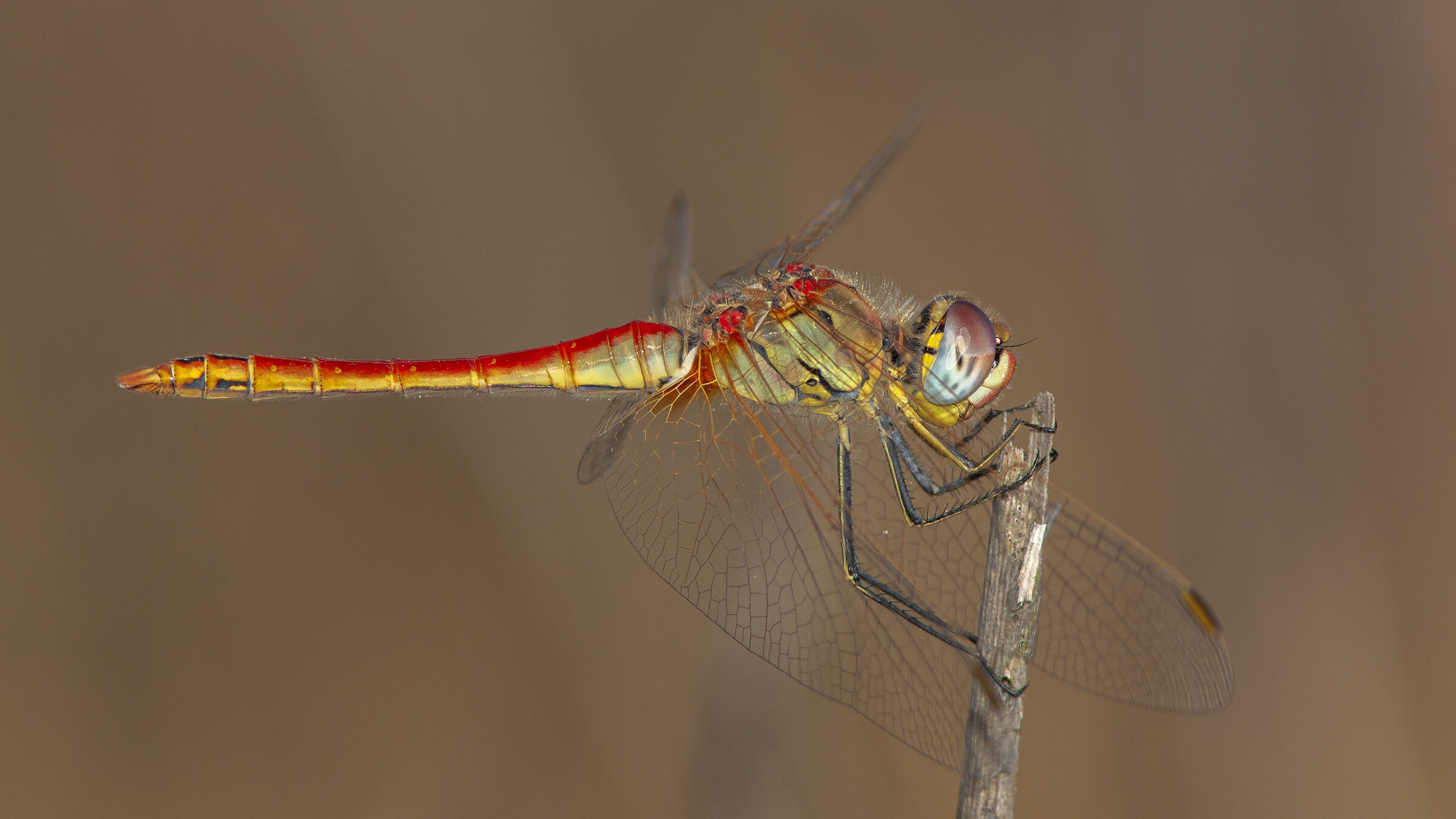 Libellula - Sympetrum fonscolombii