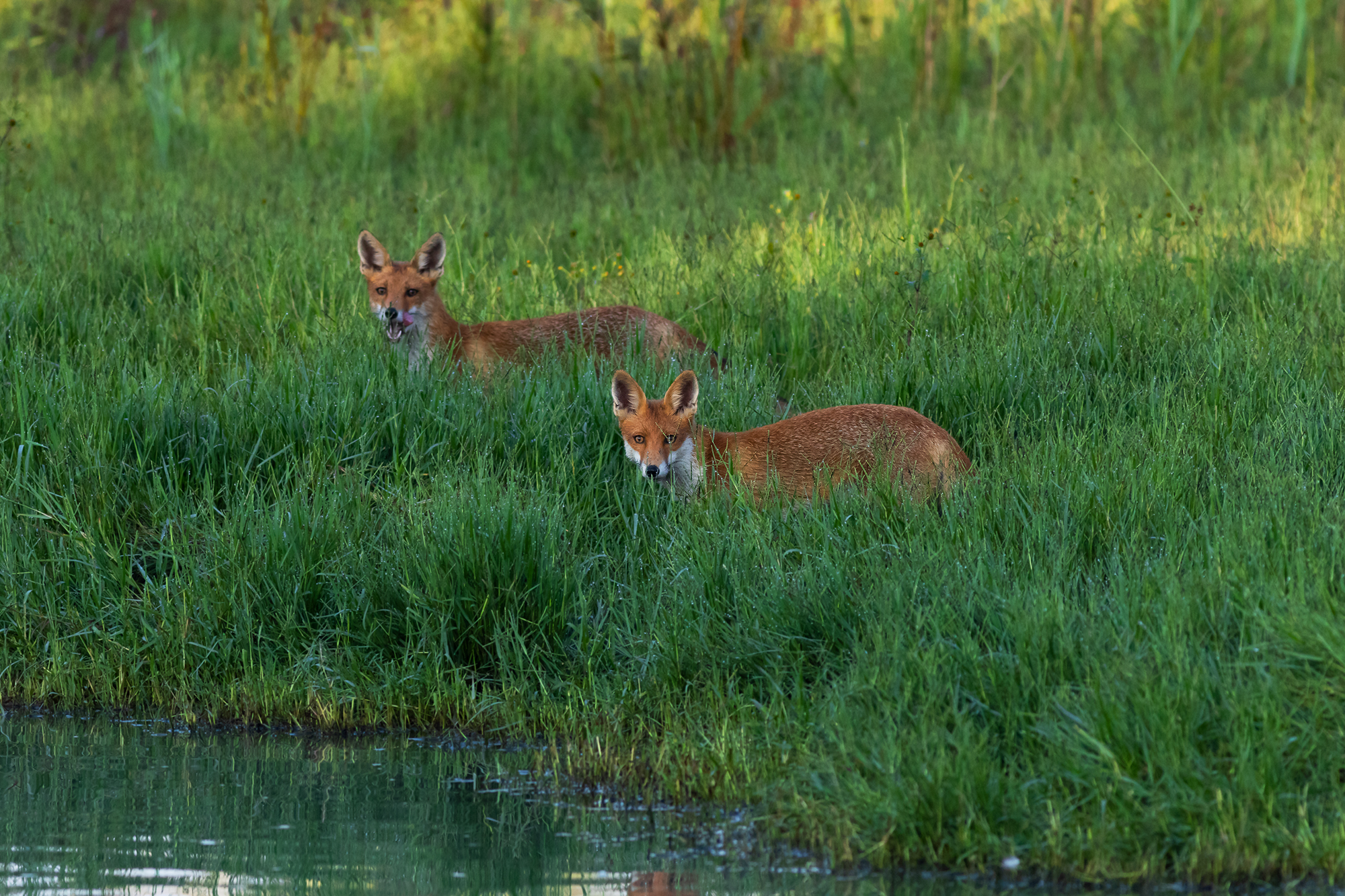 Pair