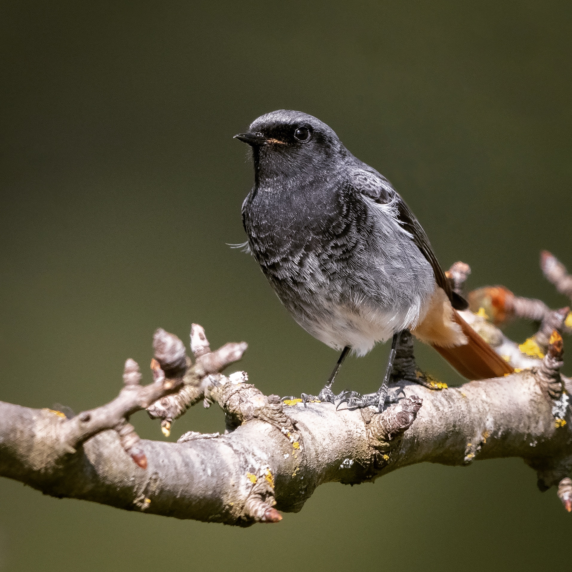 Codirosso Spazzacamino