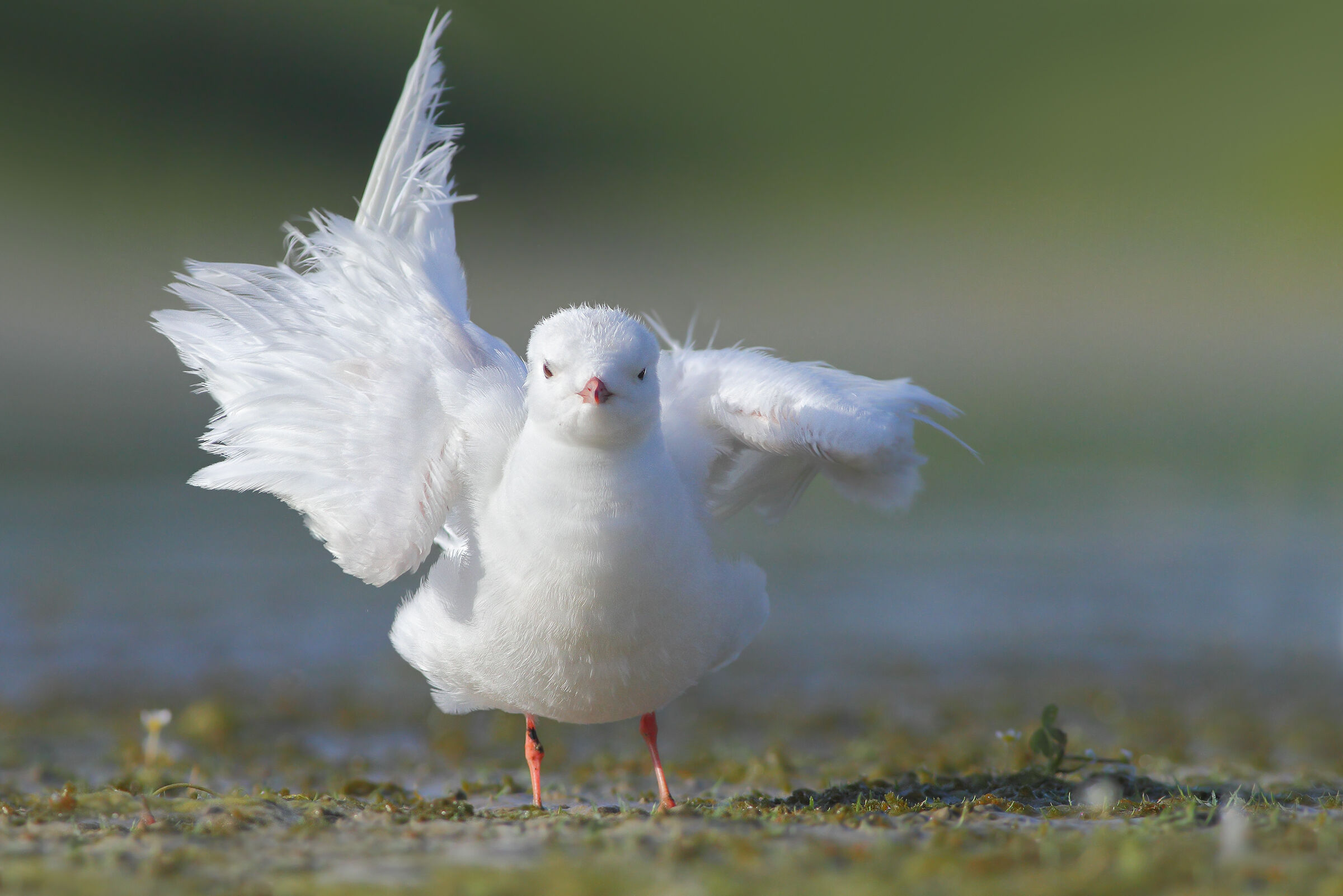 Gabbianello leucistico albino