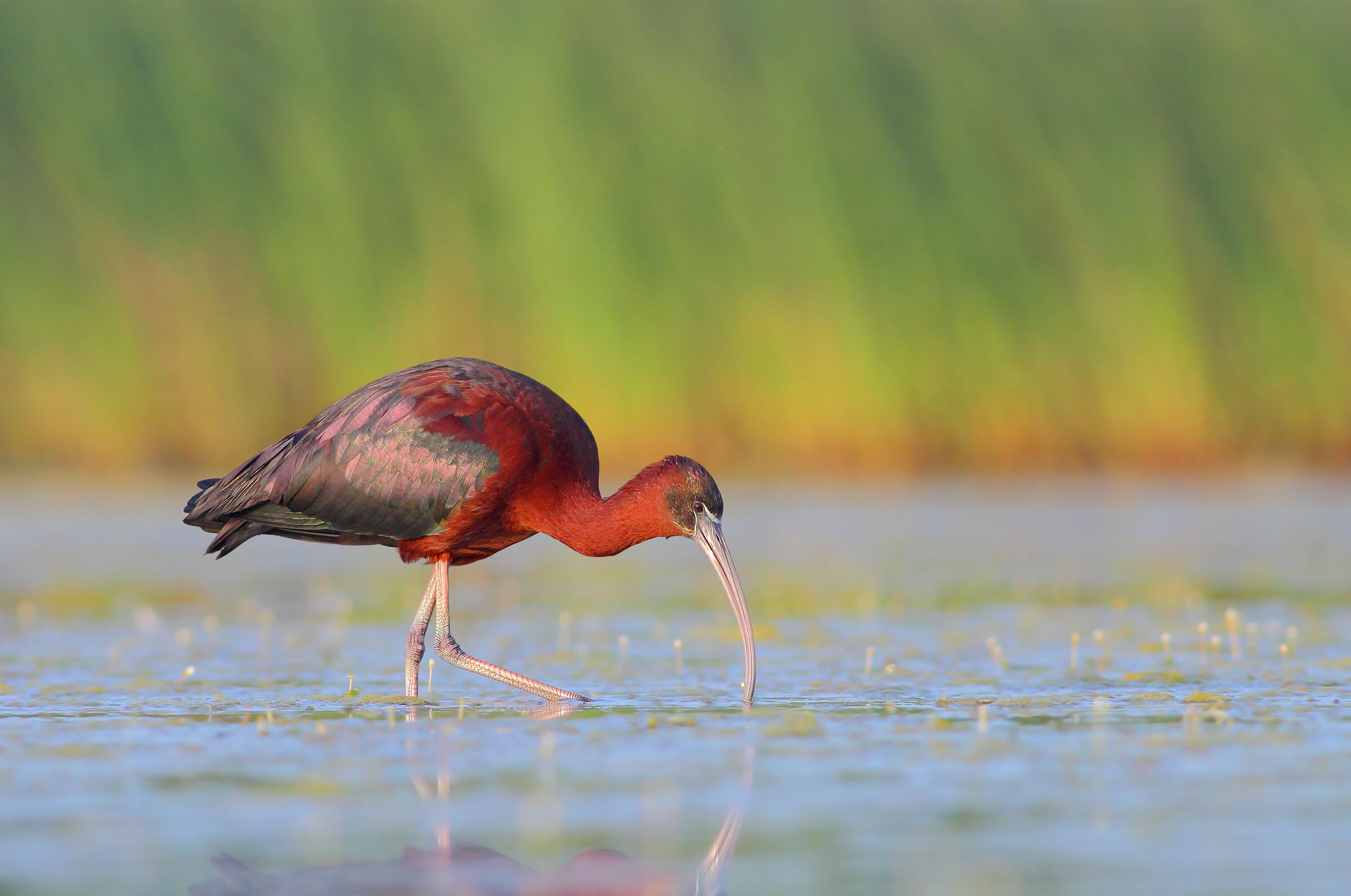 Glossy ibis