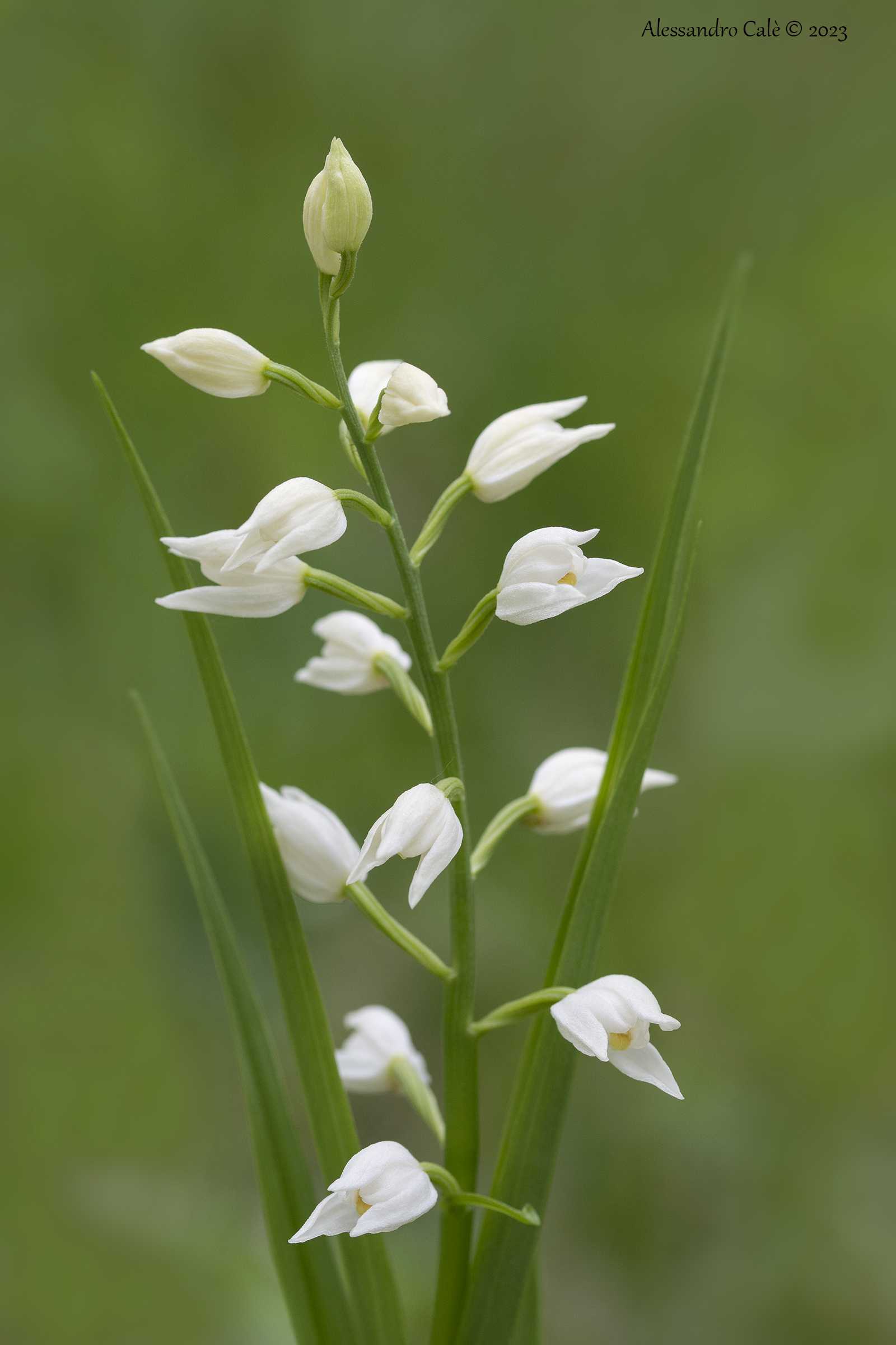 Cephalantera longifolia 6872