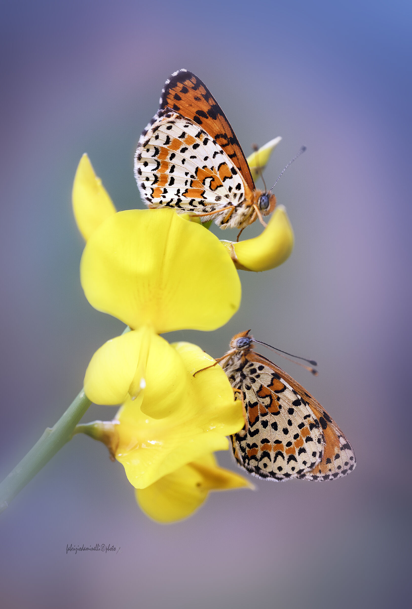 Melitaea didyma