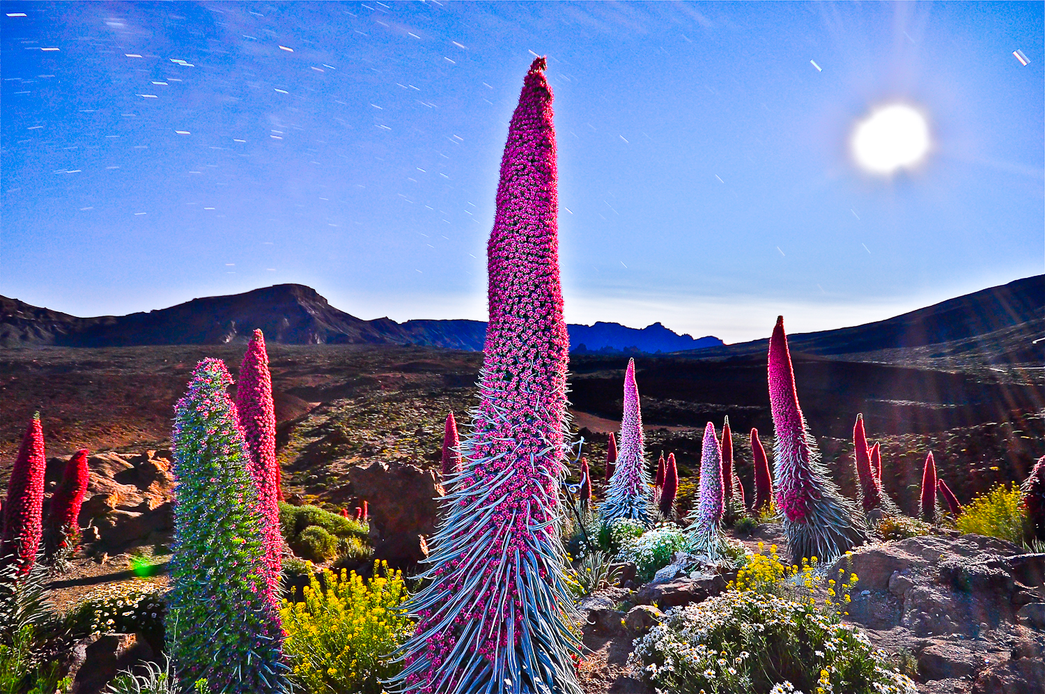 Tajinastes sotto la luna piena