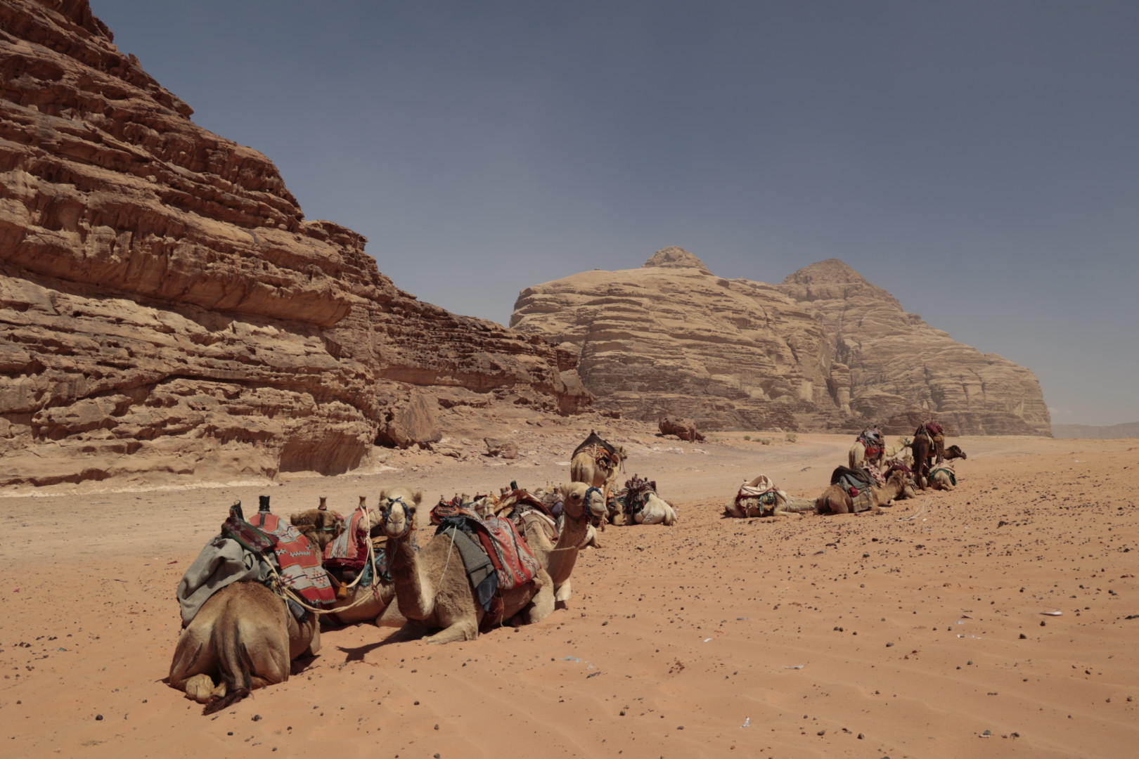 Wadi Rum - Dromedary