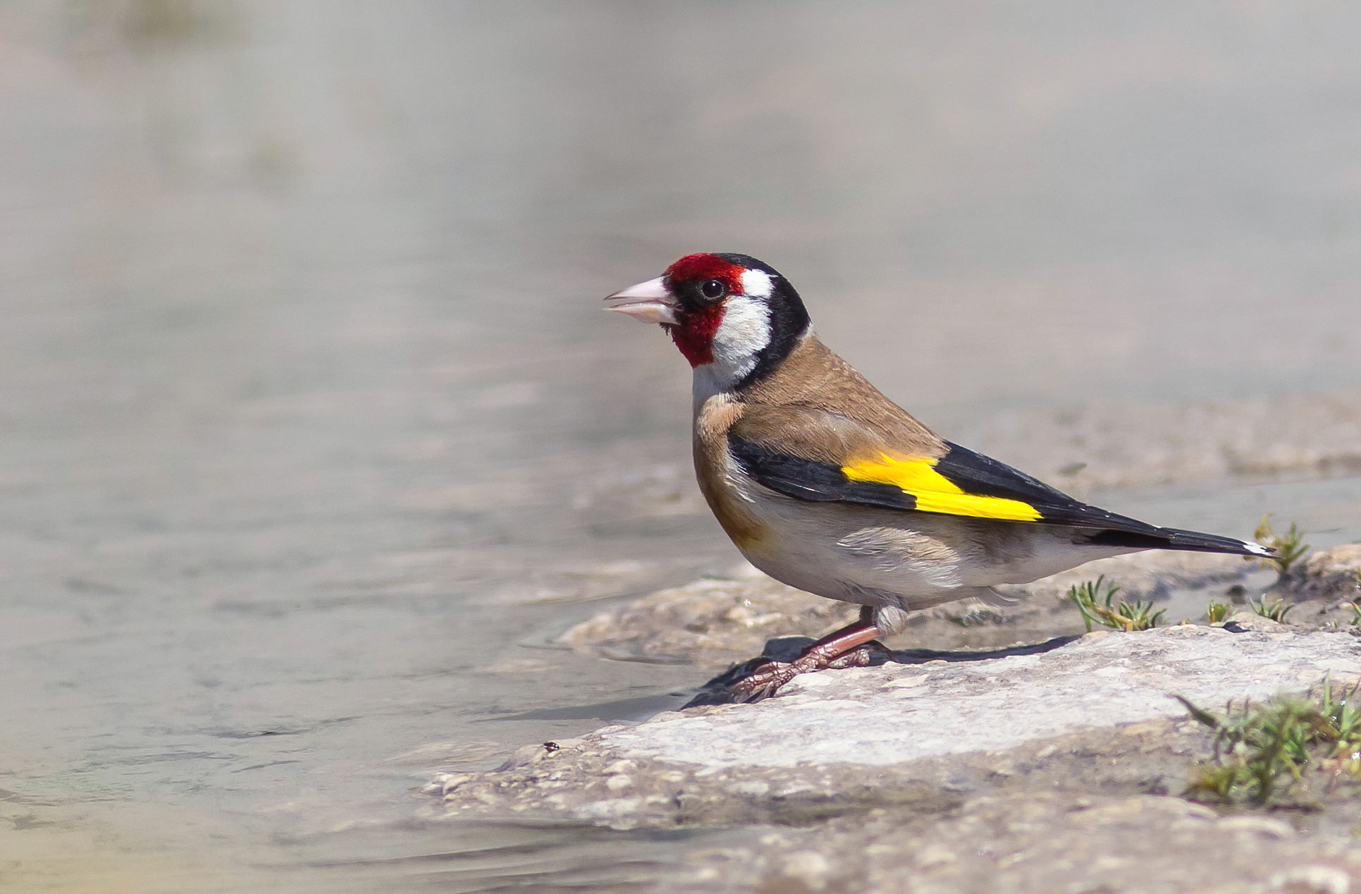 First goldfinch
