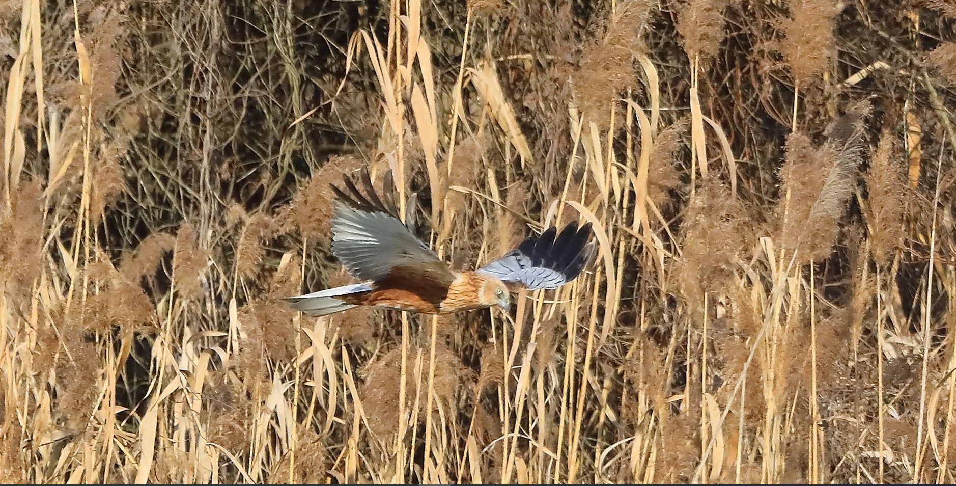 Falco di palude 03-02-2023