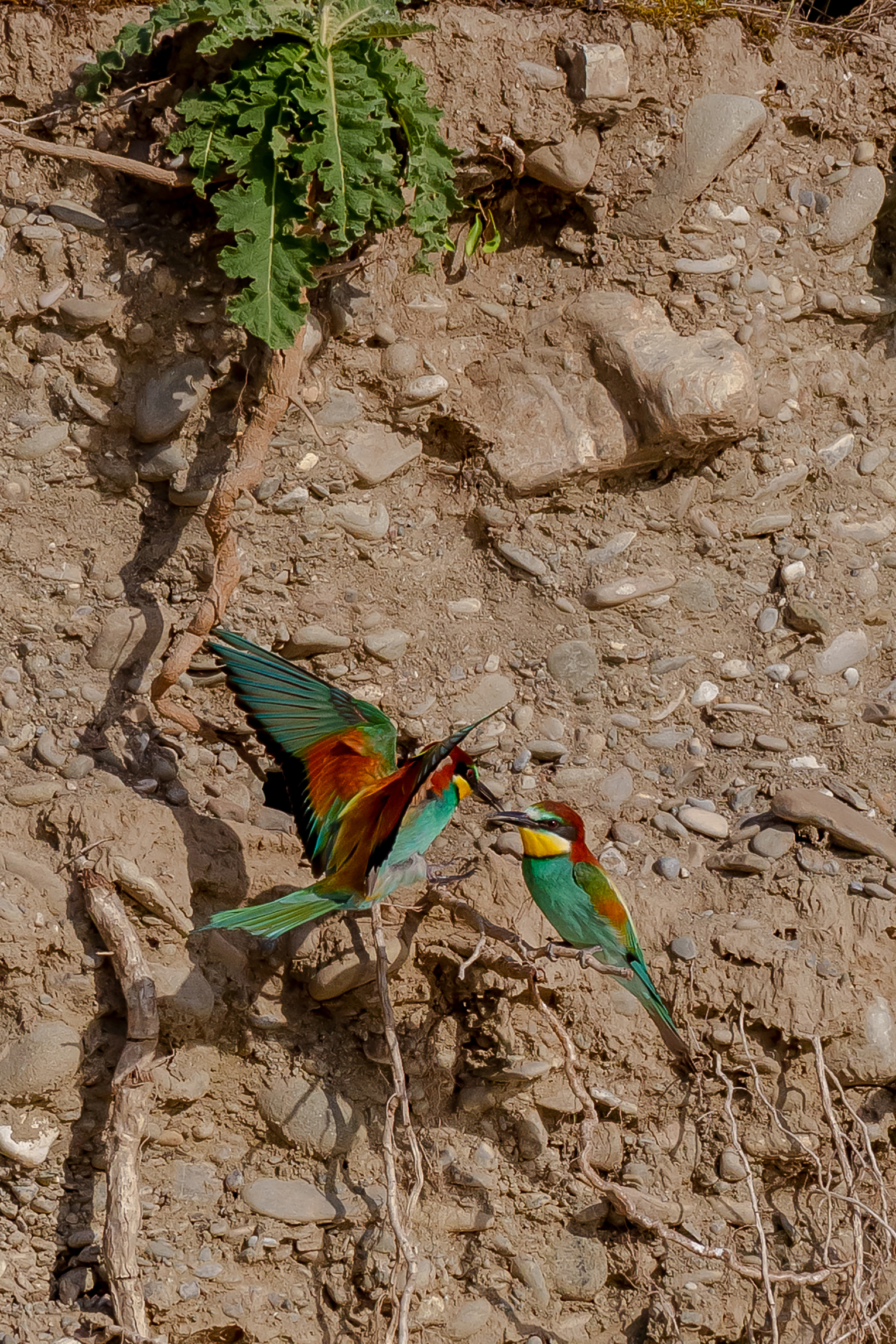 Il bacio
