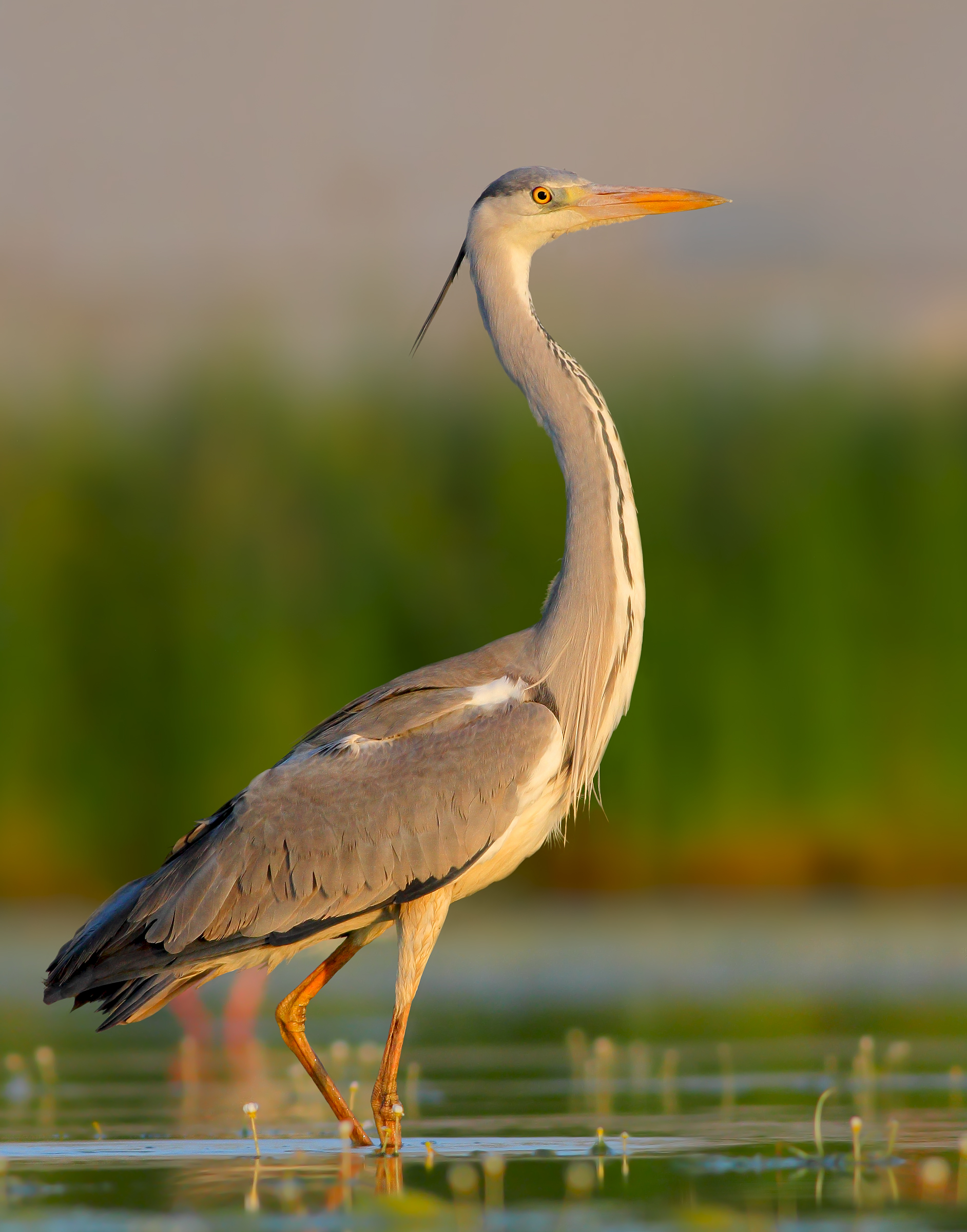 Grey heron
