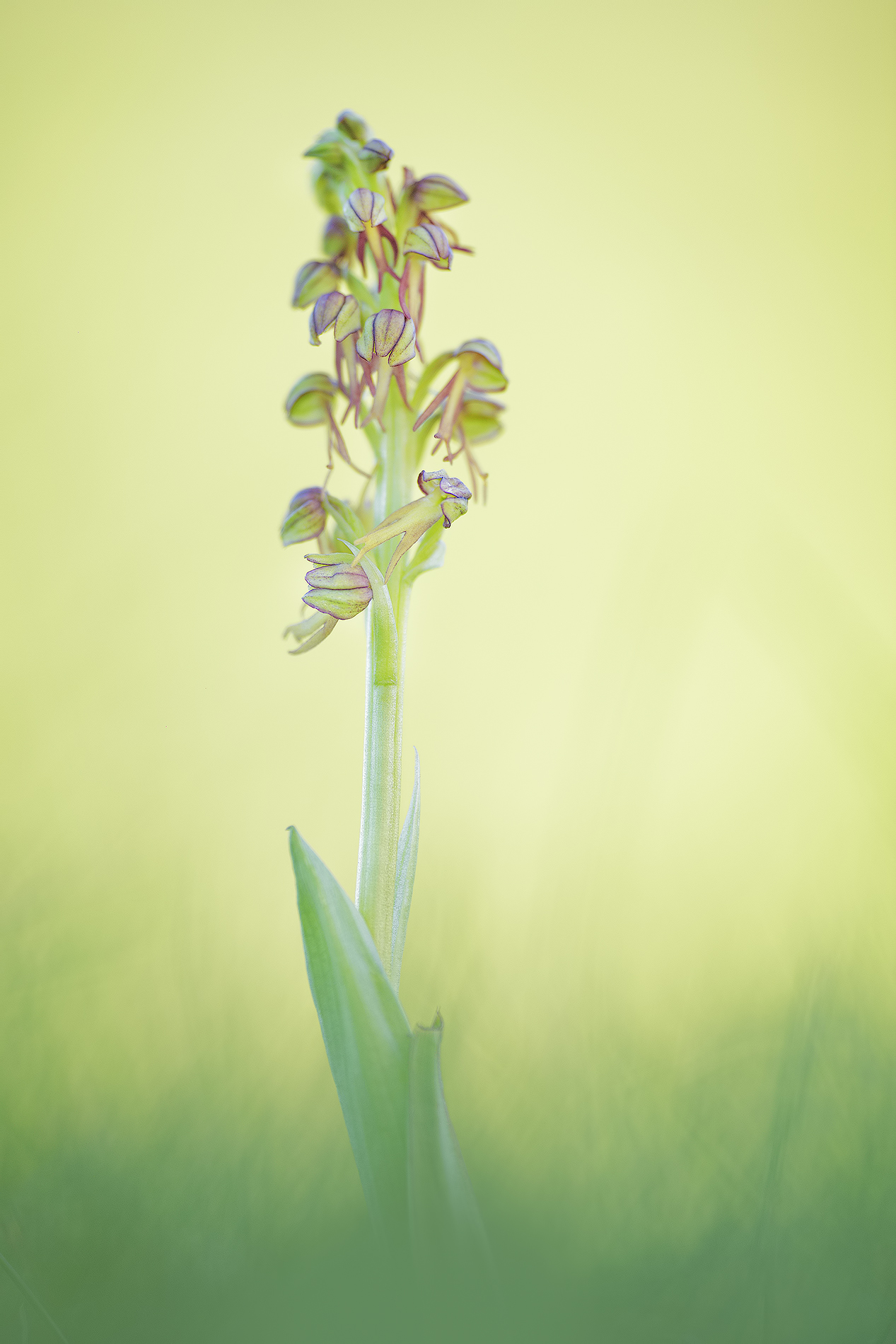Orchis anthropophora