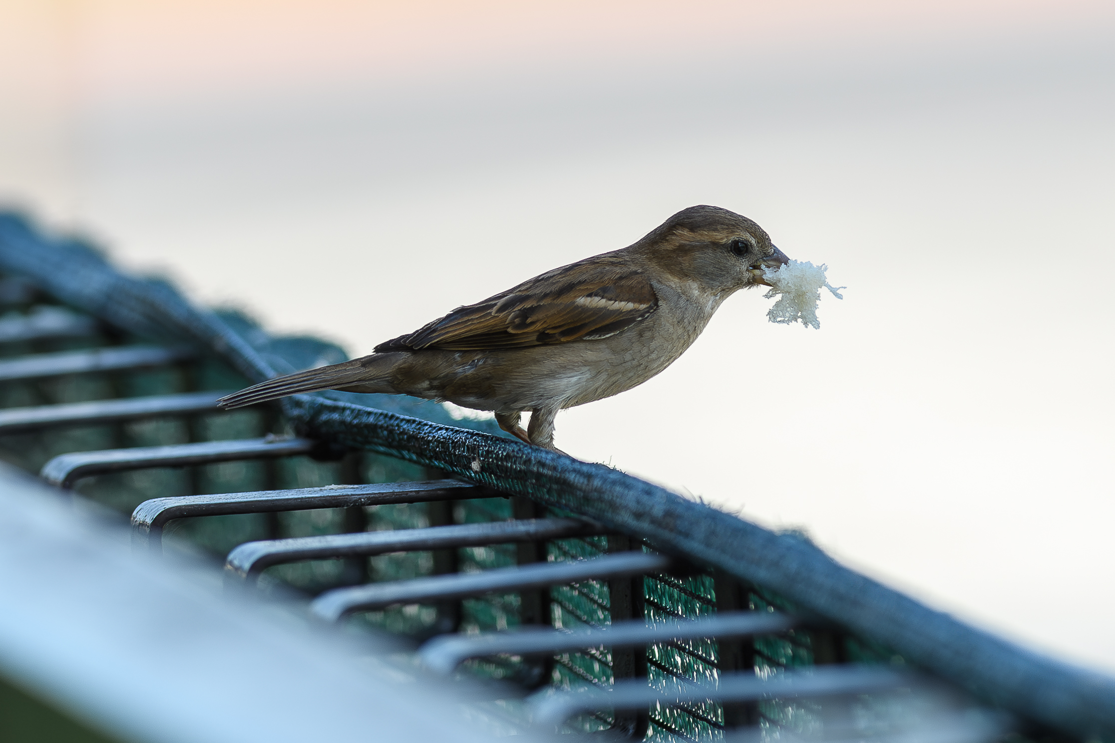Sparrow