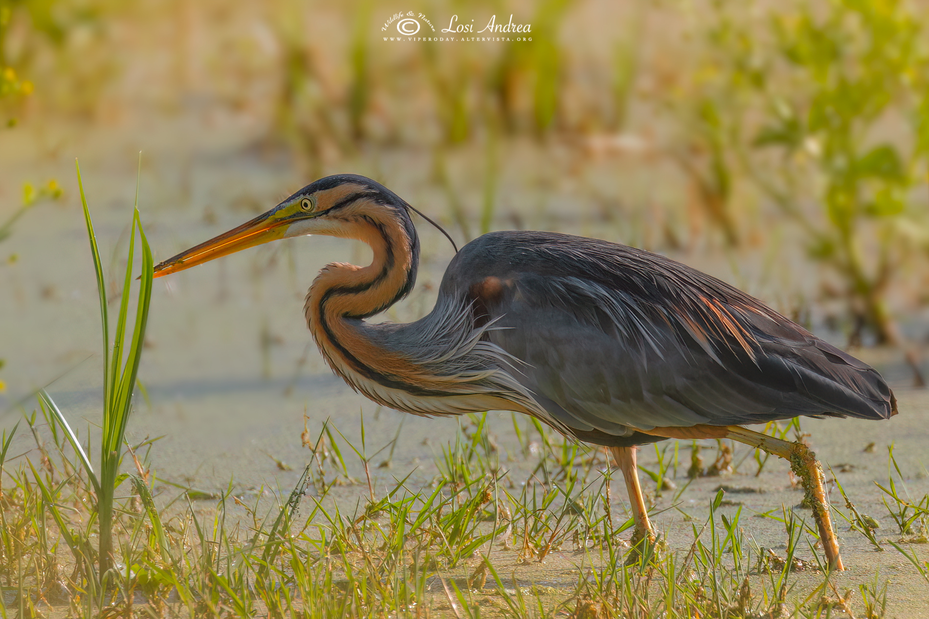 Purple heron