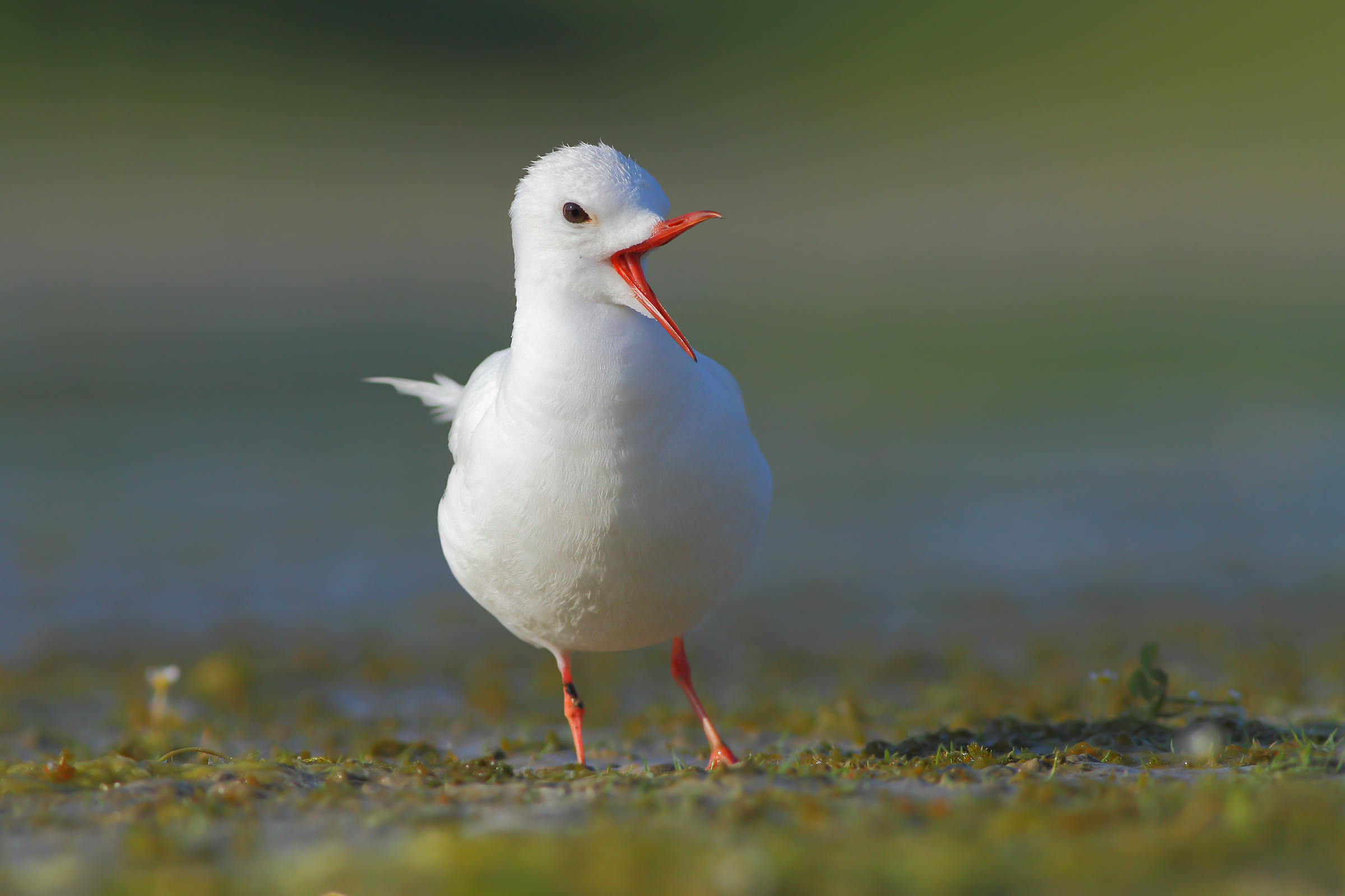Gabbianello leucistico albino