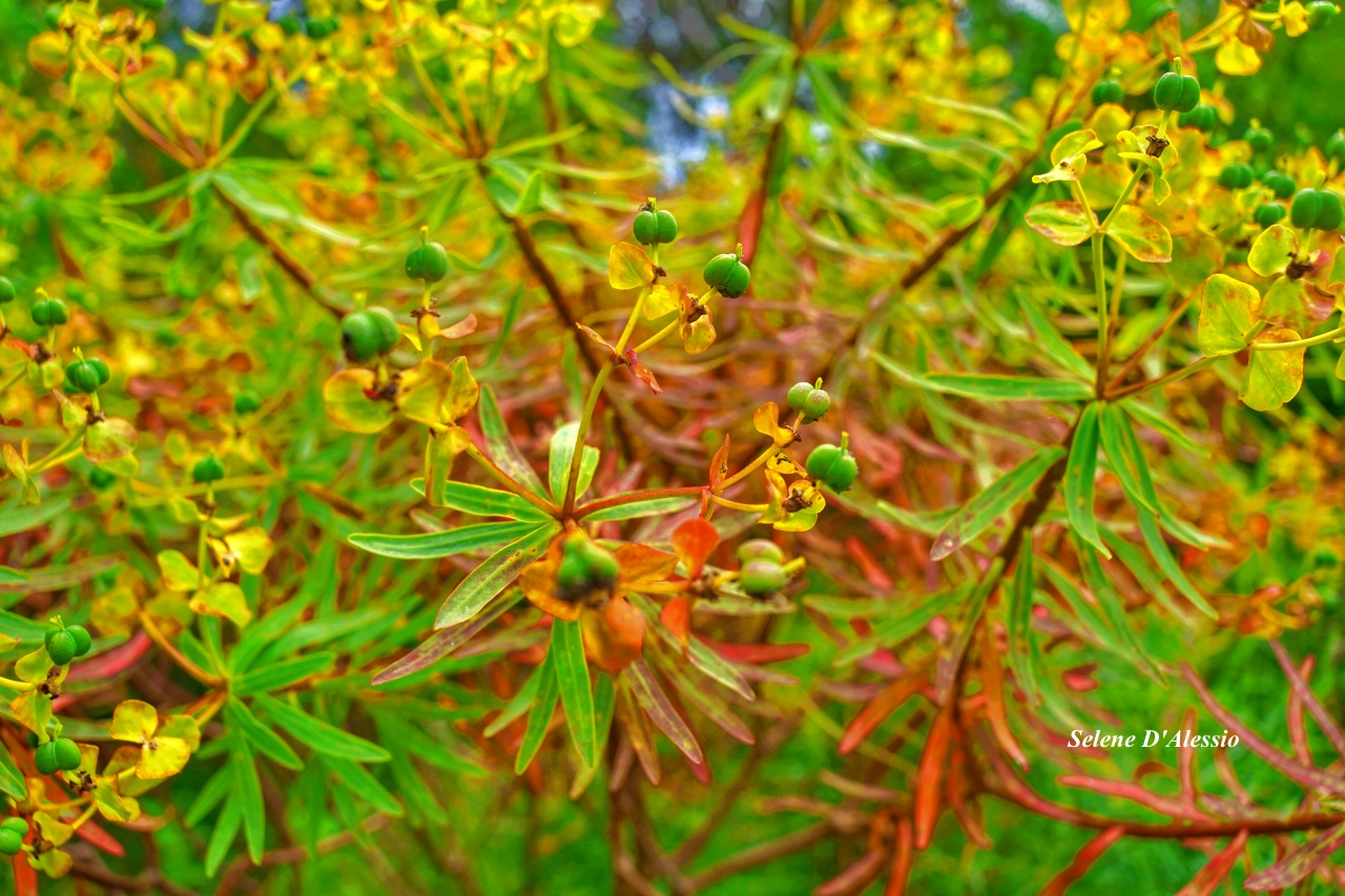 Euphorbia