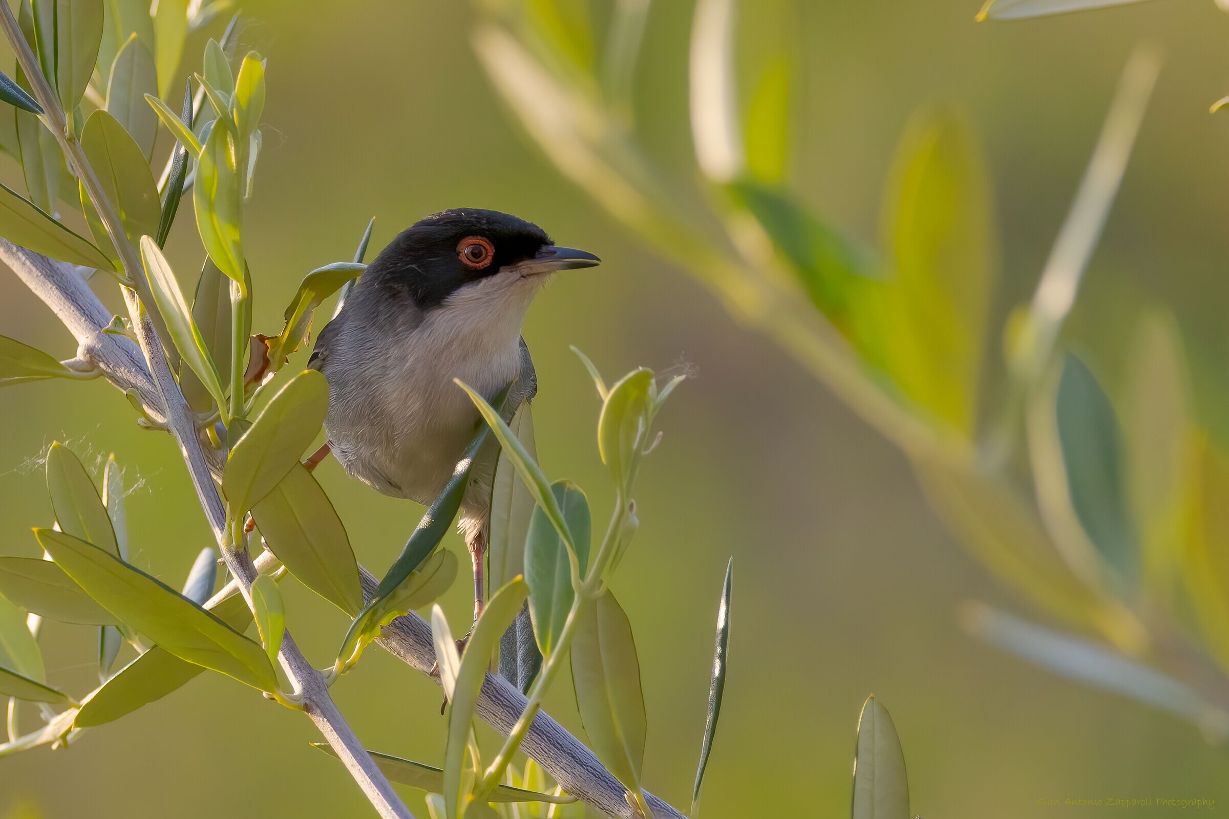 Occhiocotto tra gli ulivi