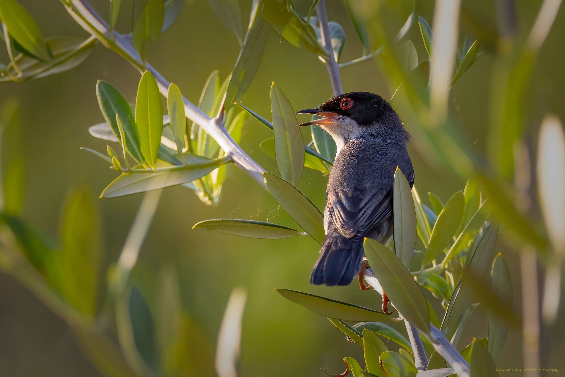 Occhiocotto tra gli ulivi