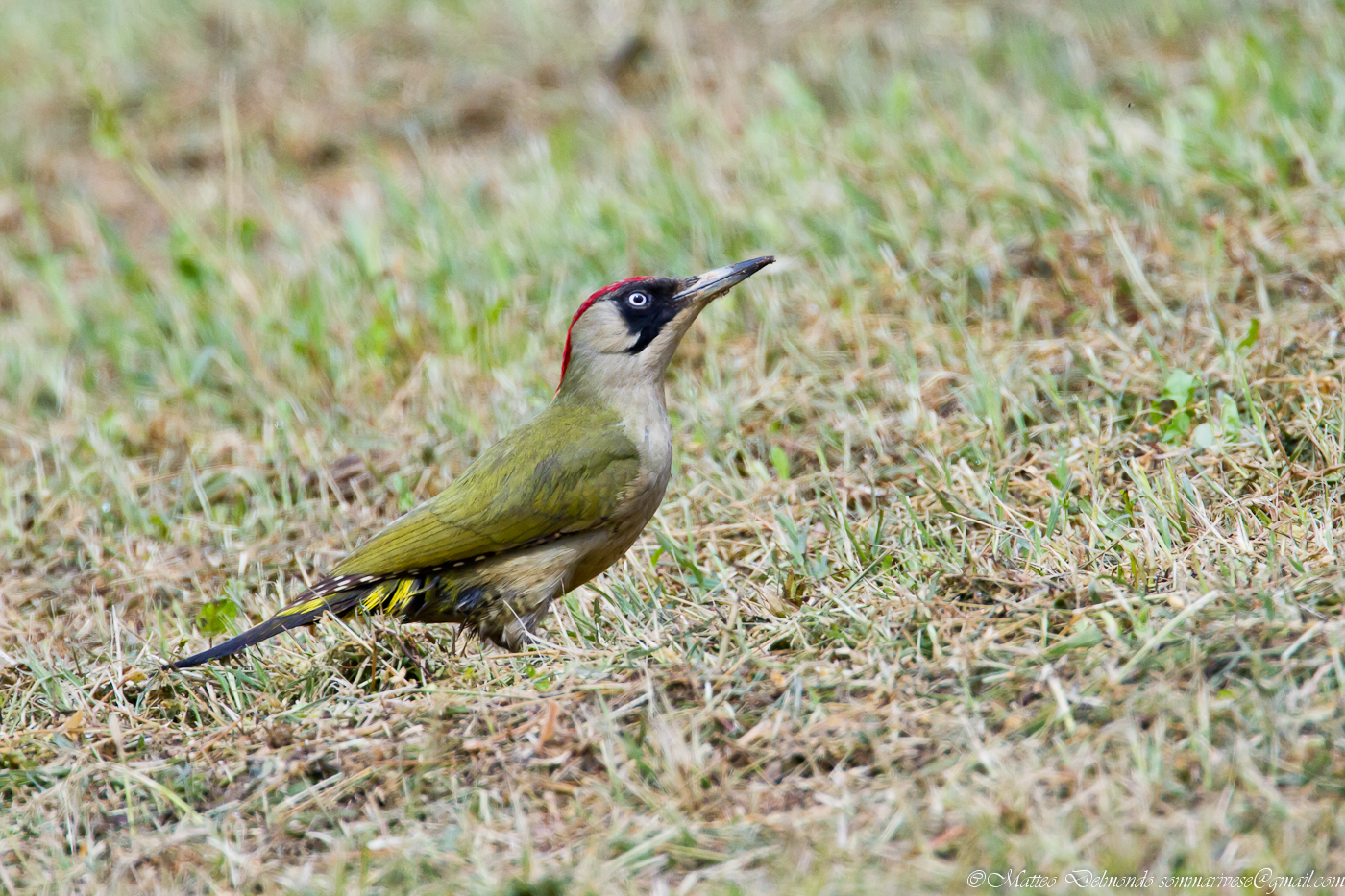 Green Woodpecker