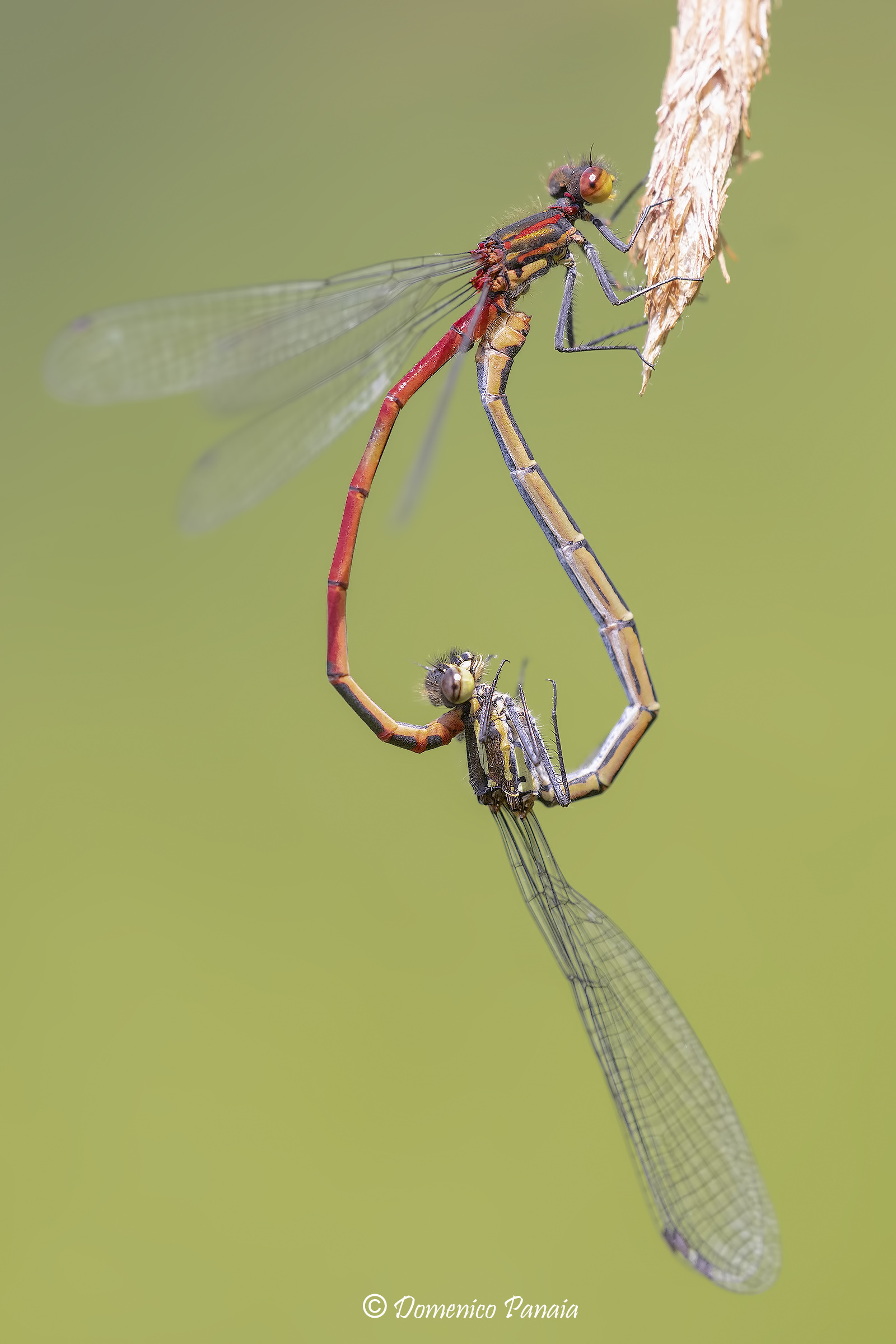 pyrrhosoma nymphula