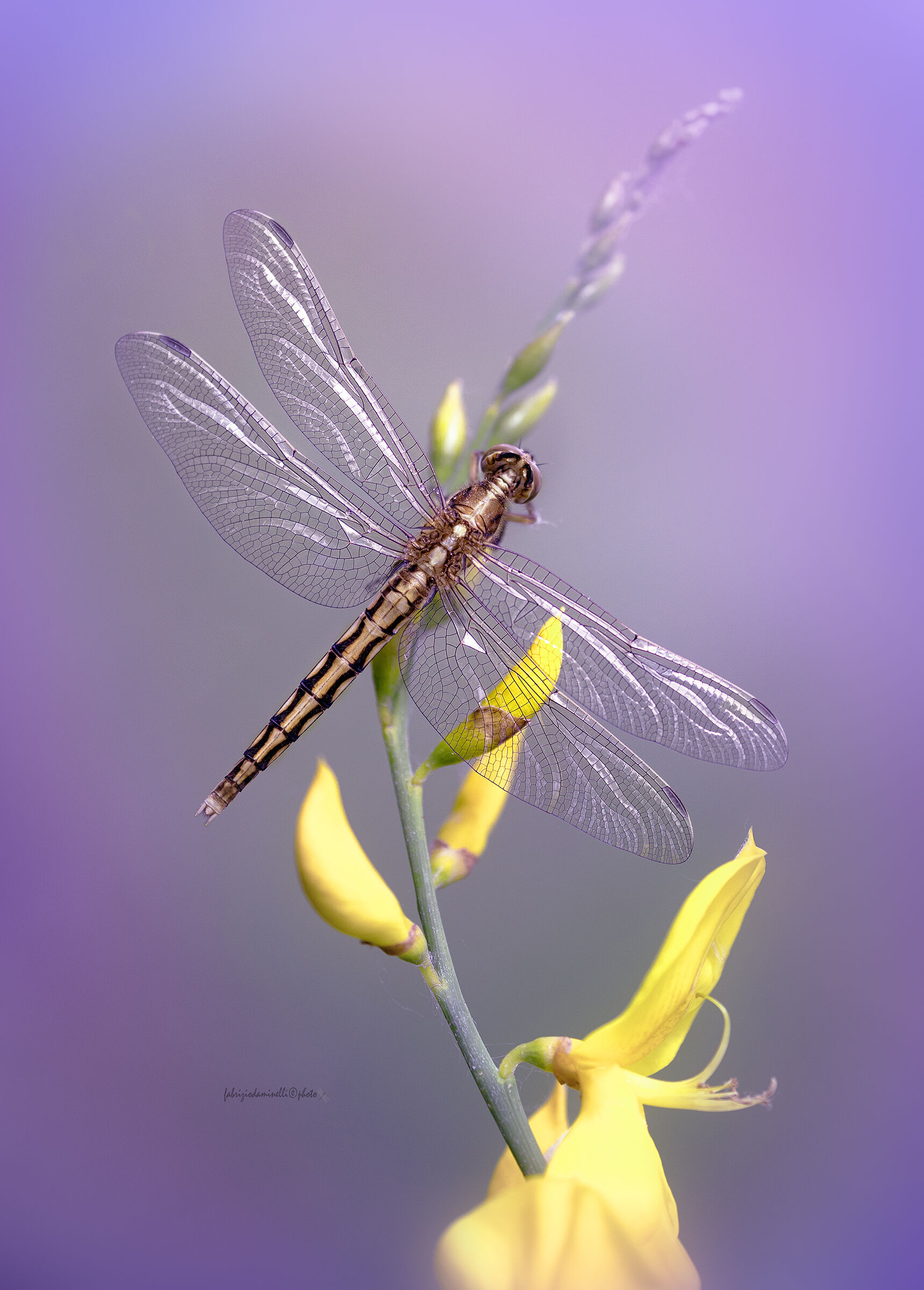 Orthetrum albistylum