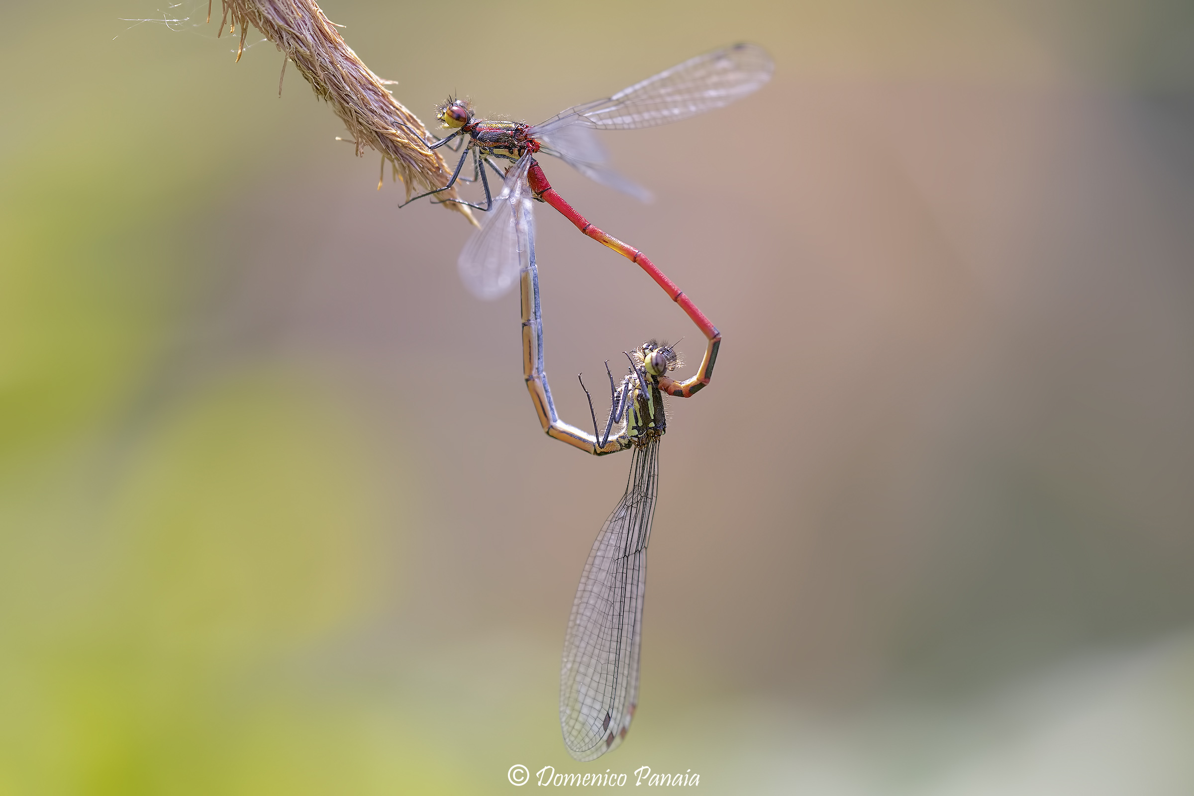 pyrrhosoma nymphula