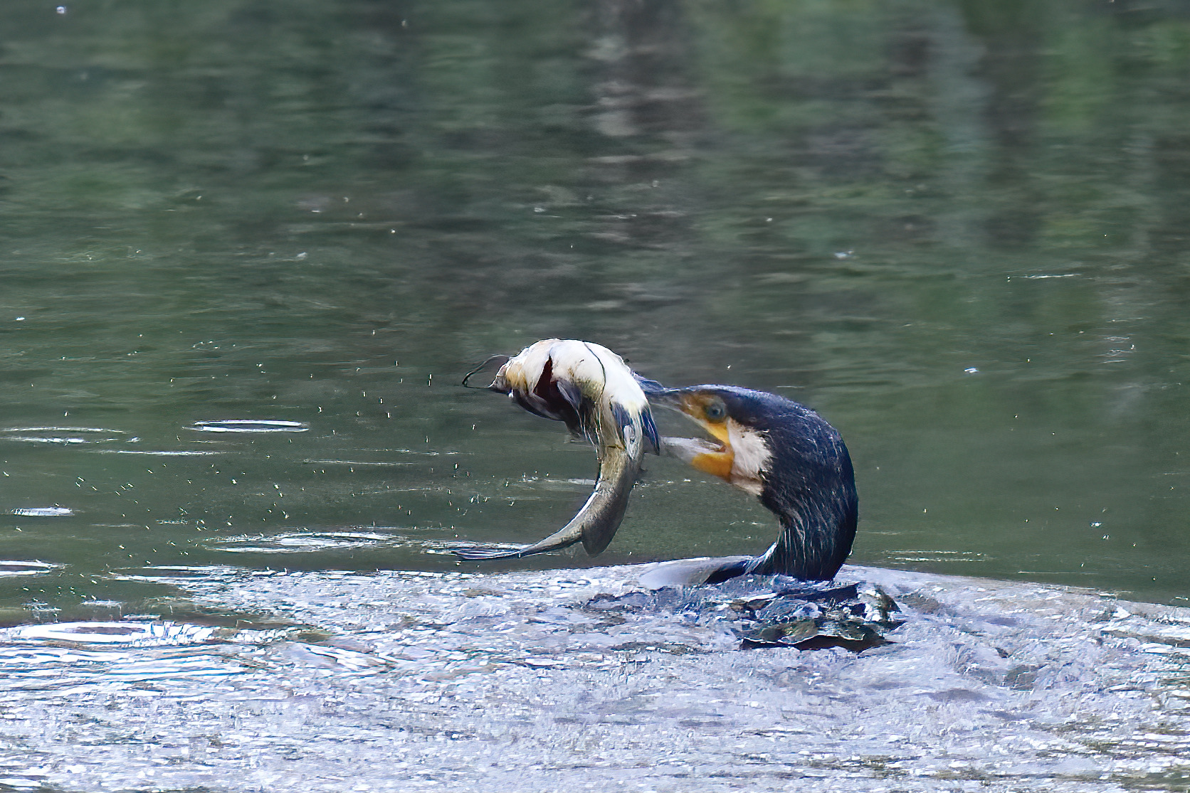Cormorant with prey