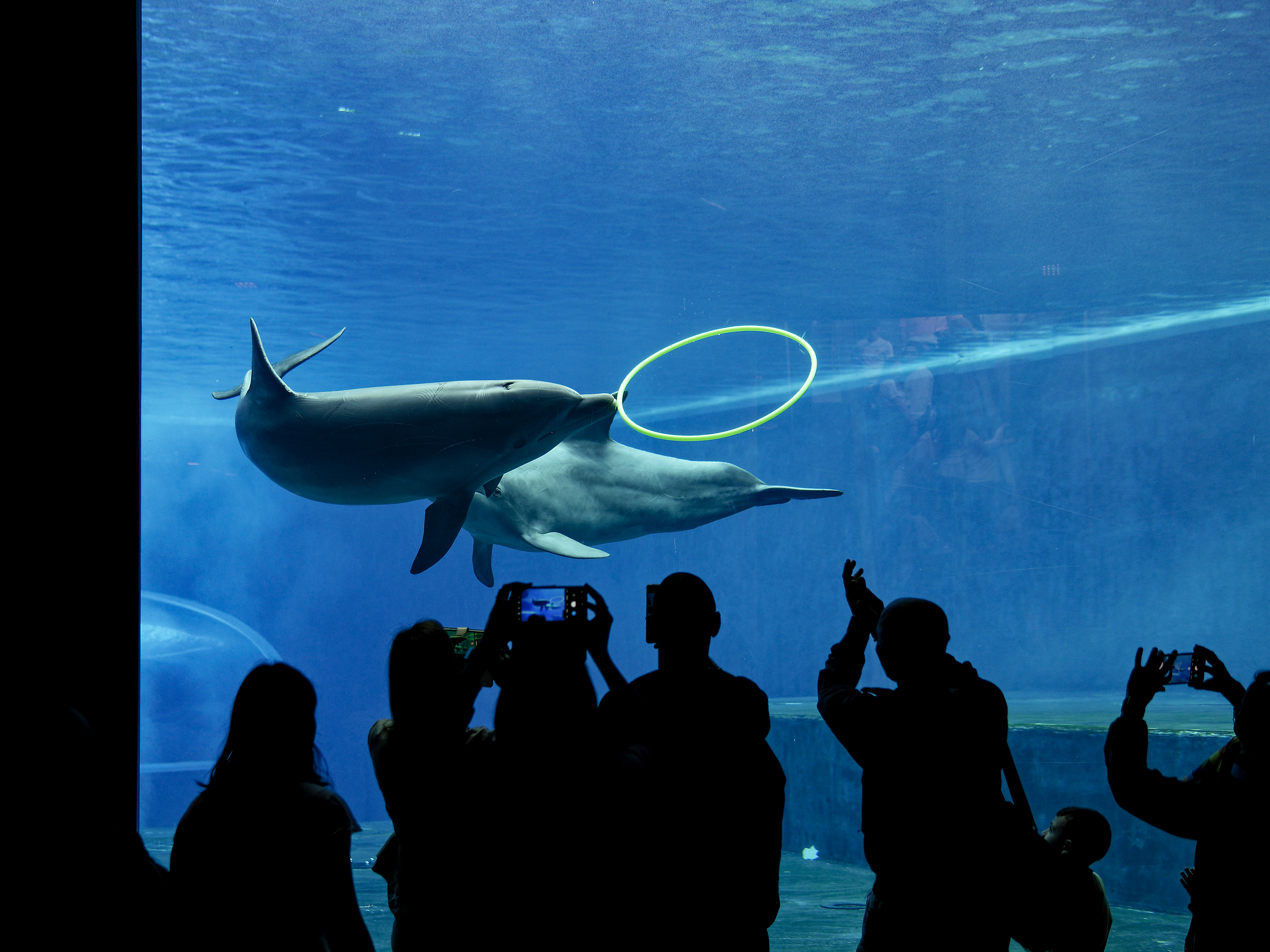 A bit of Genoa - Aquarium of Genoa