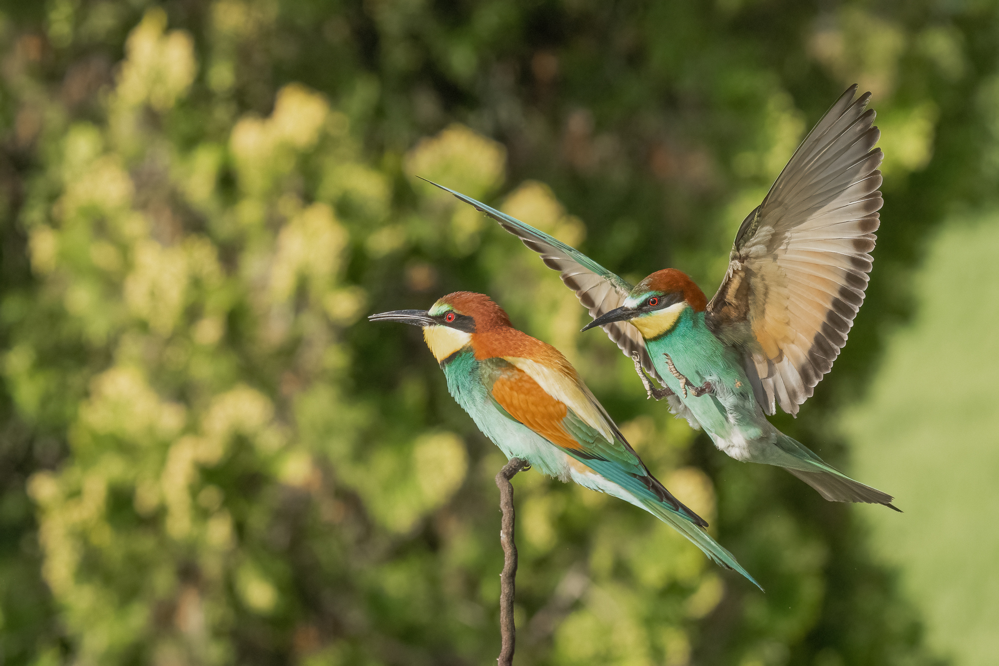 Bee-eaters