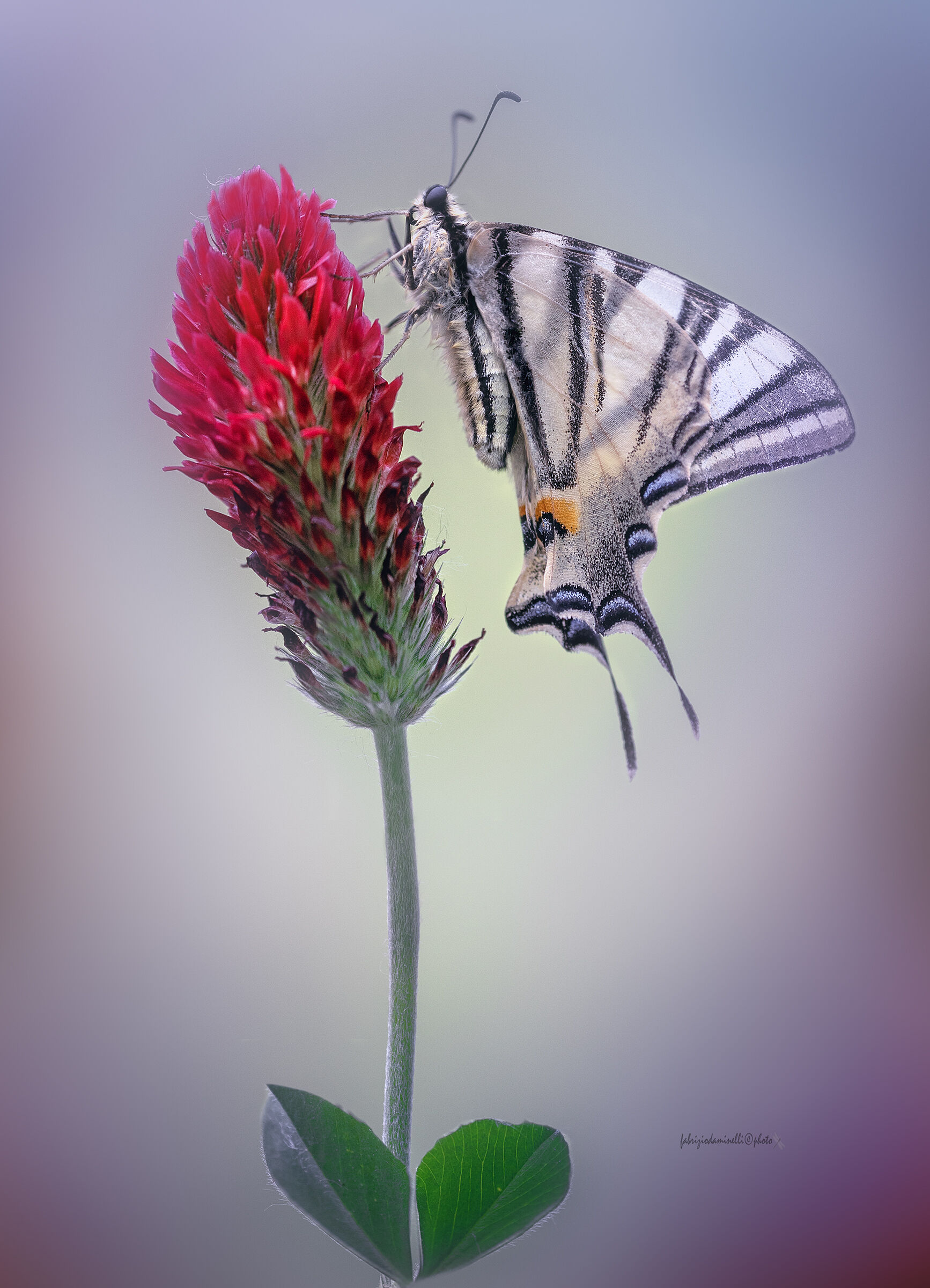 Iphiclides podalirius