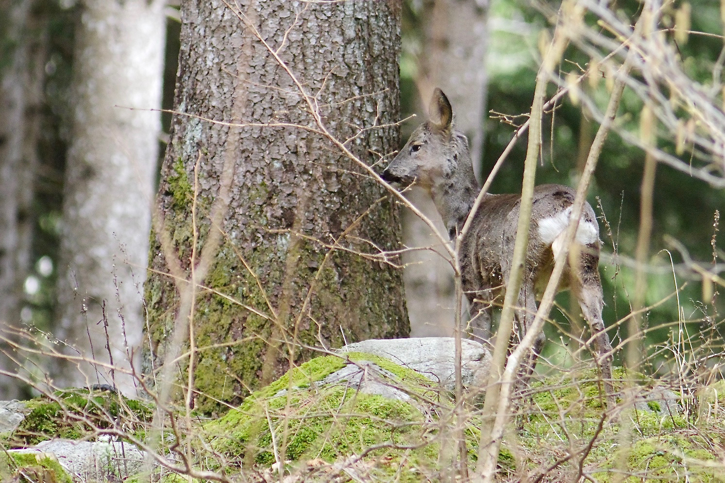 Young roe deer