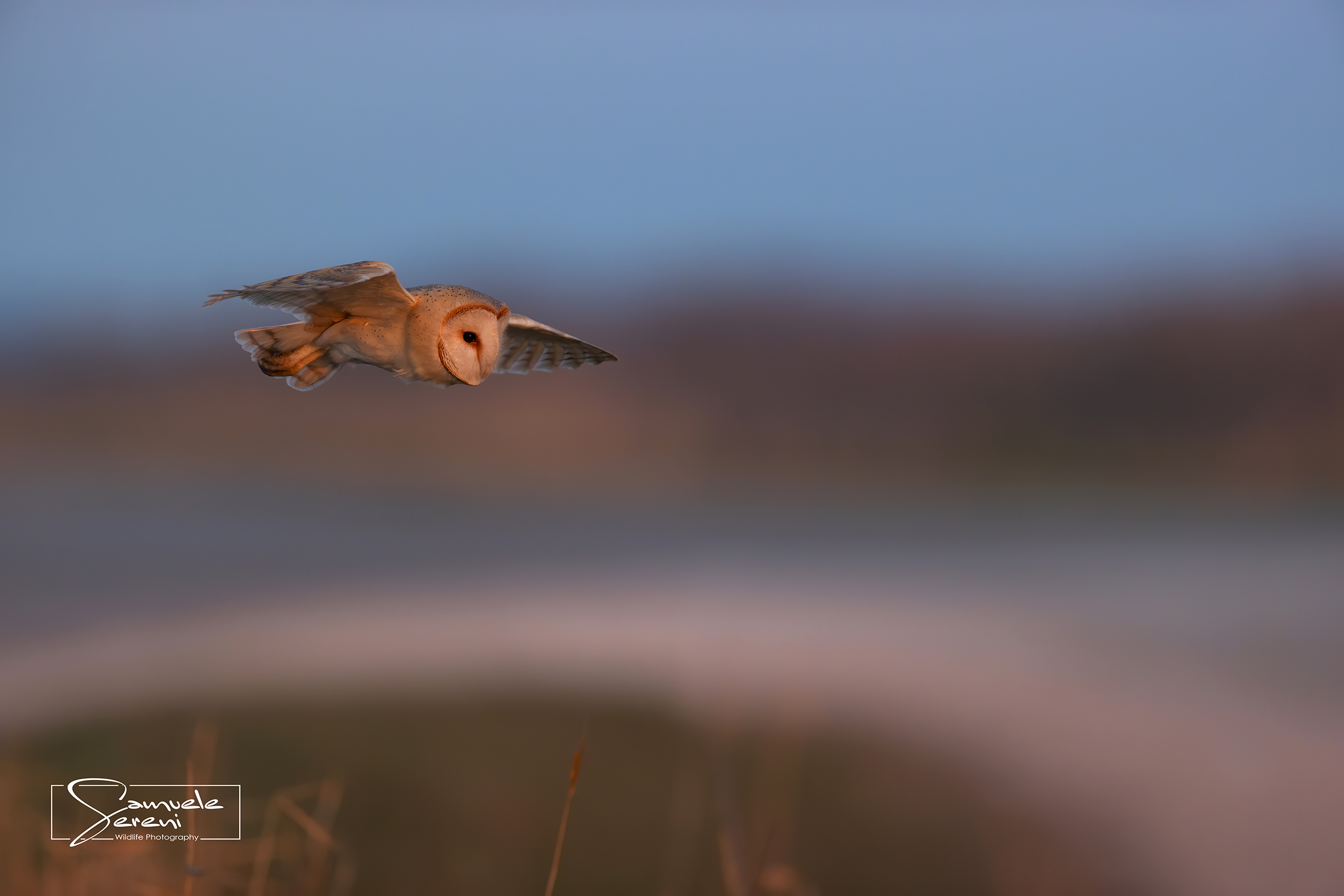 Tyto alba al tramonto