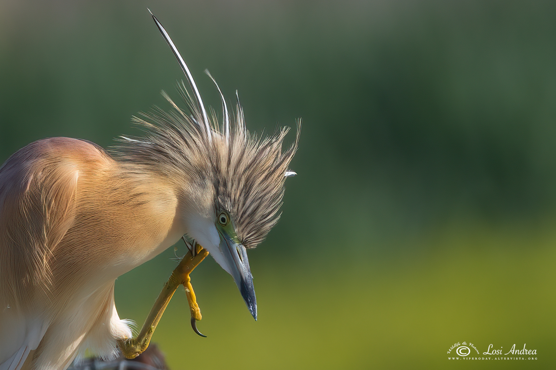 Squacco heron
