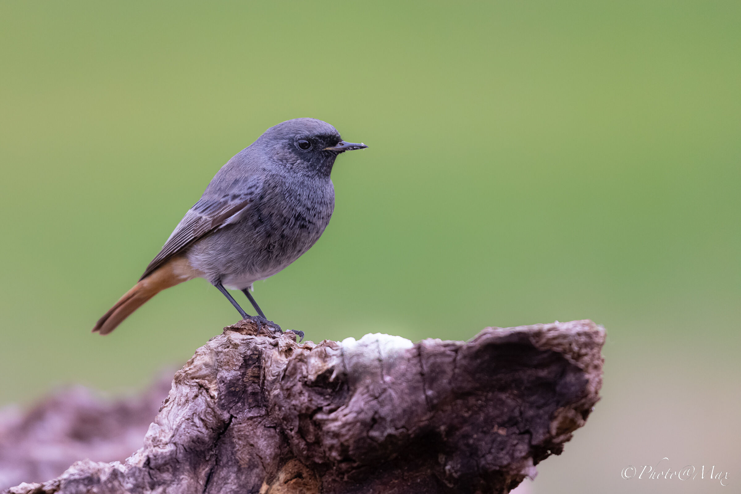 Codirosso spazzacamino
