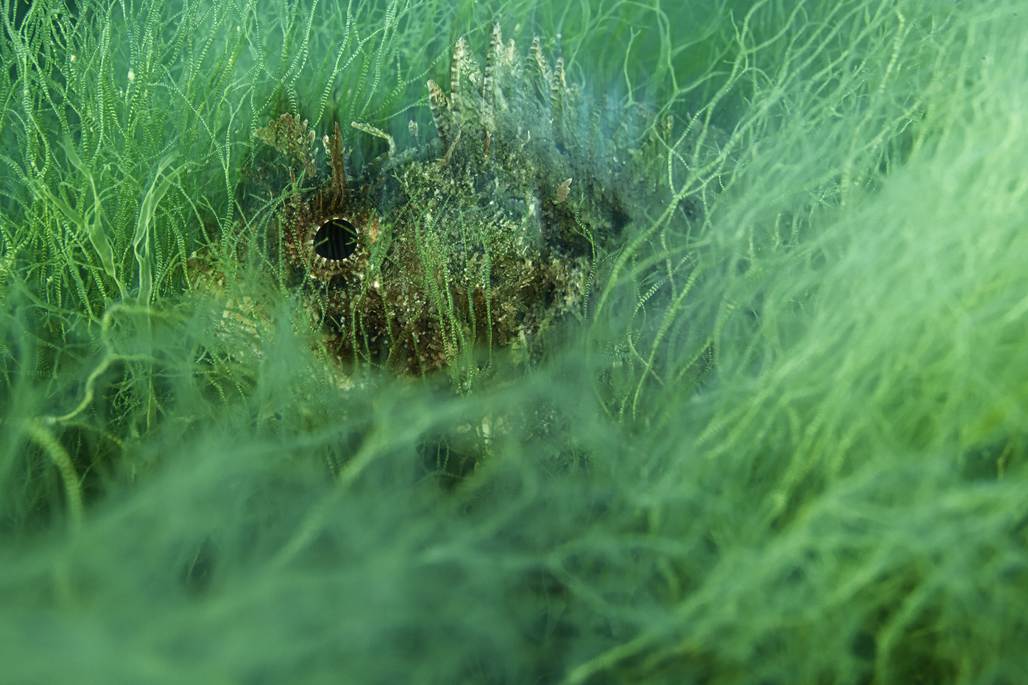 I see you