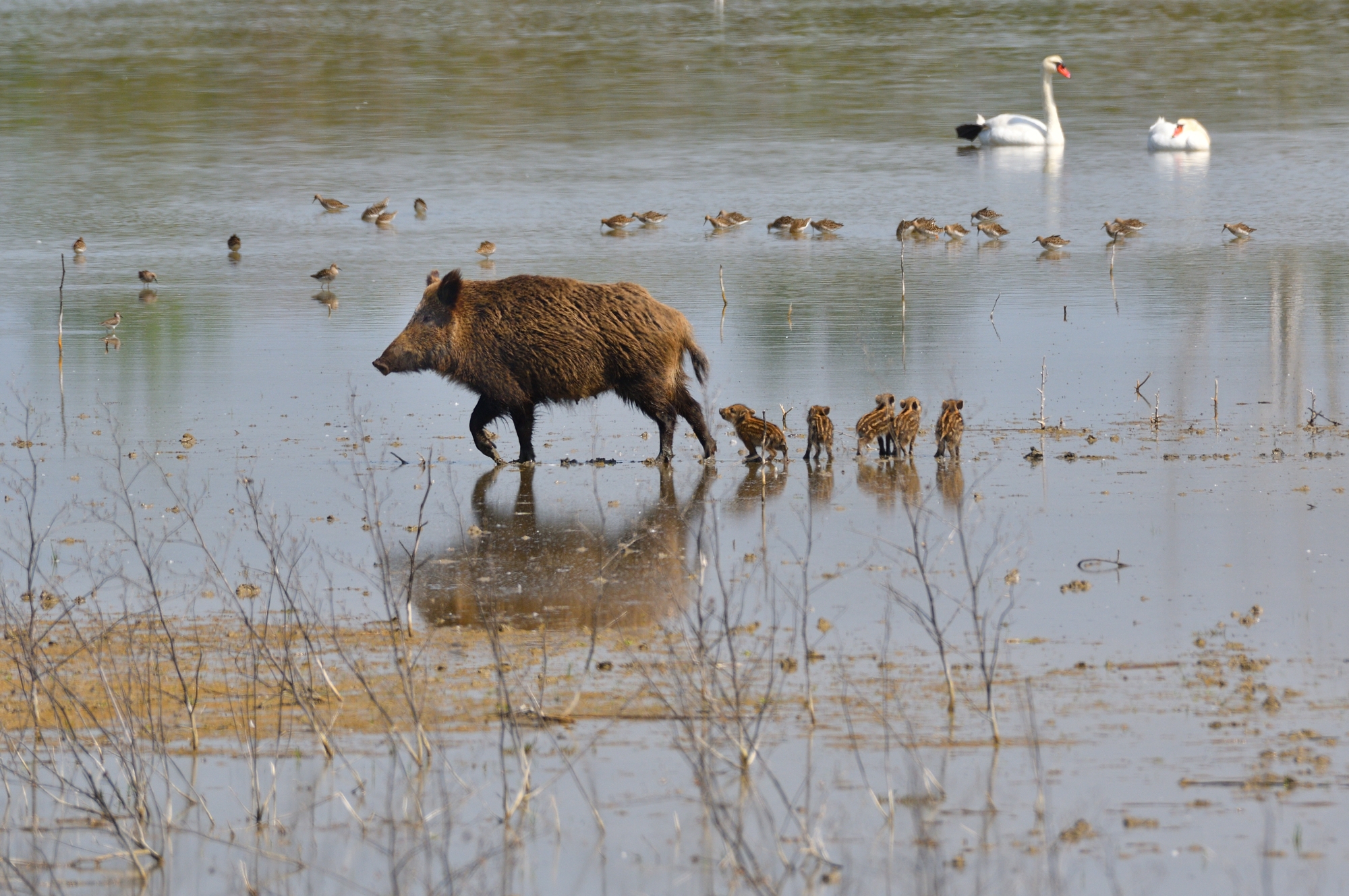 Passeggiata in palude...