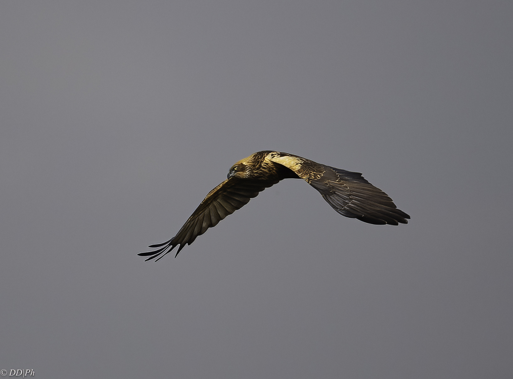 Marsh harrier