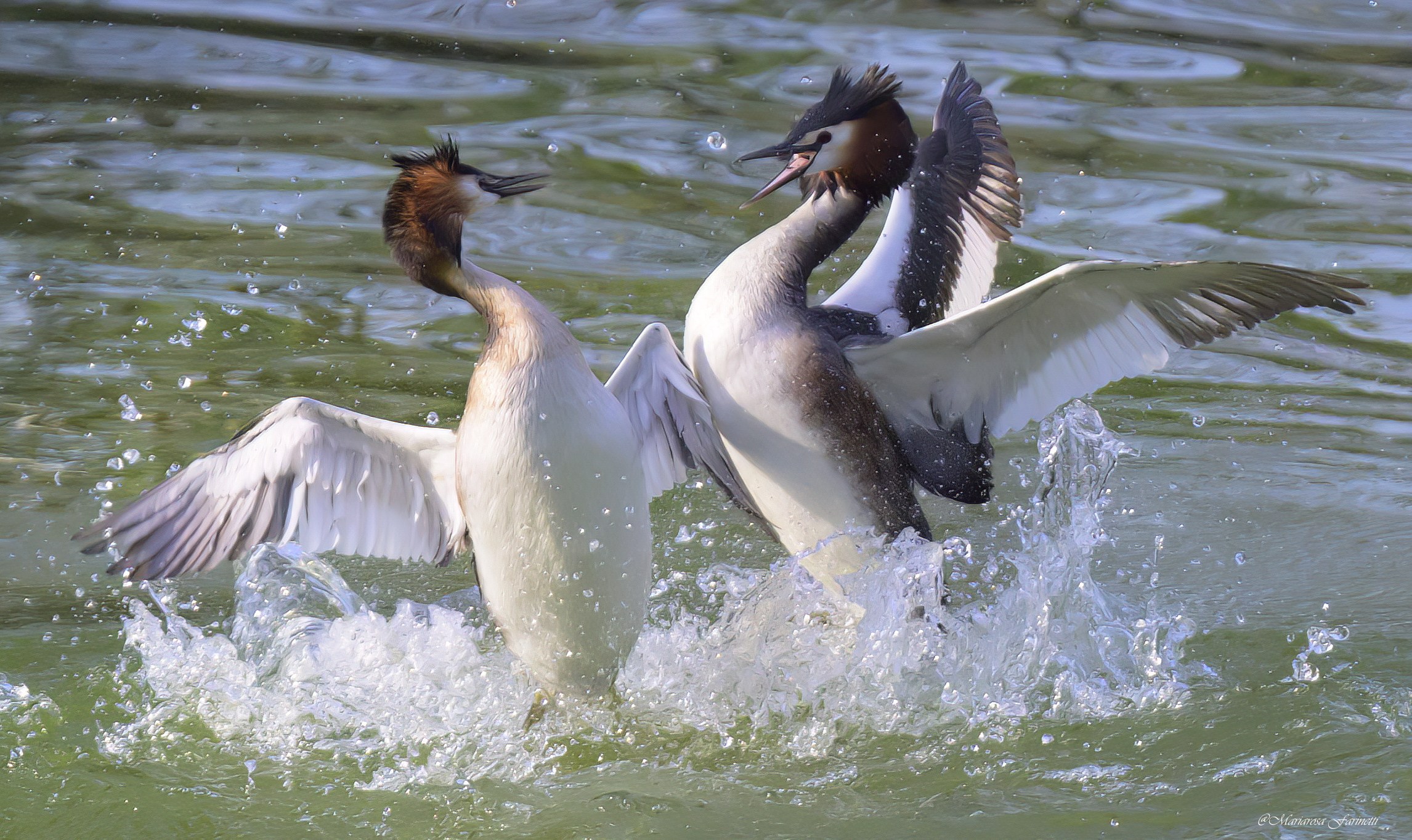 Quarrel between Grebes