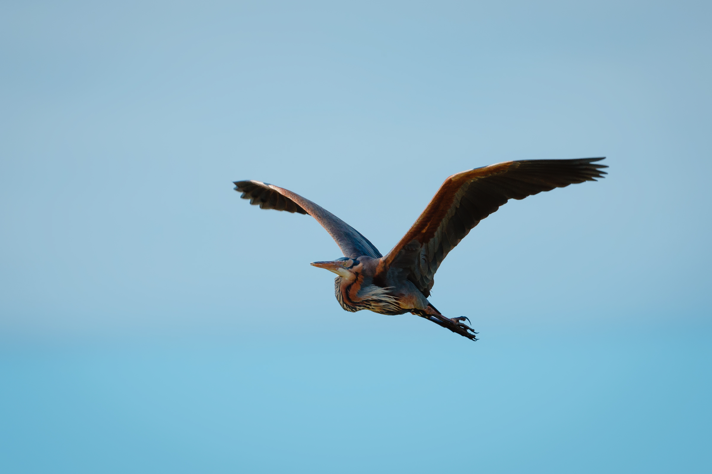 Red Heron n.2