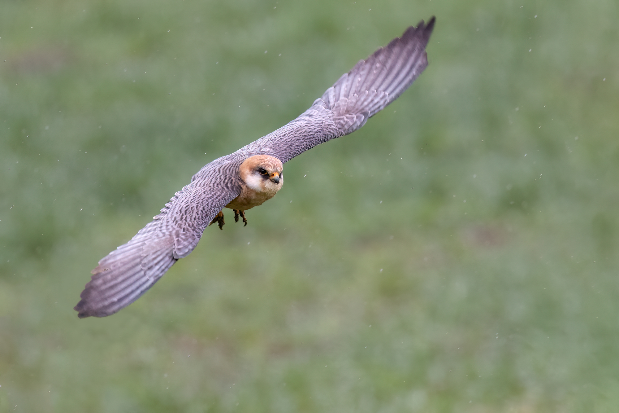 Falco Cuculo