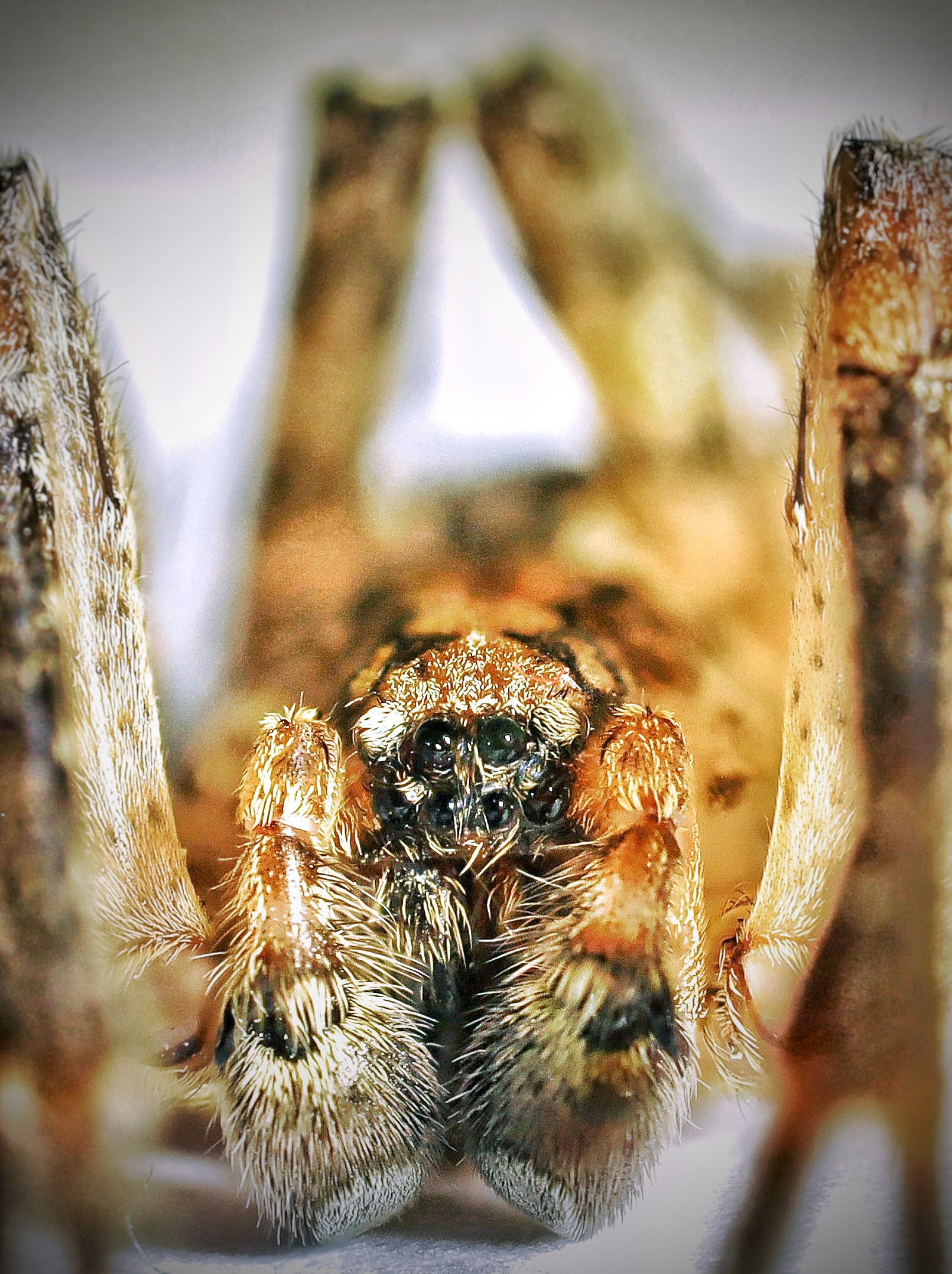 Hogna radiata