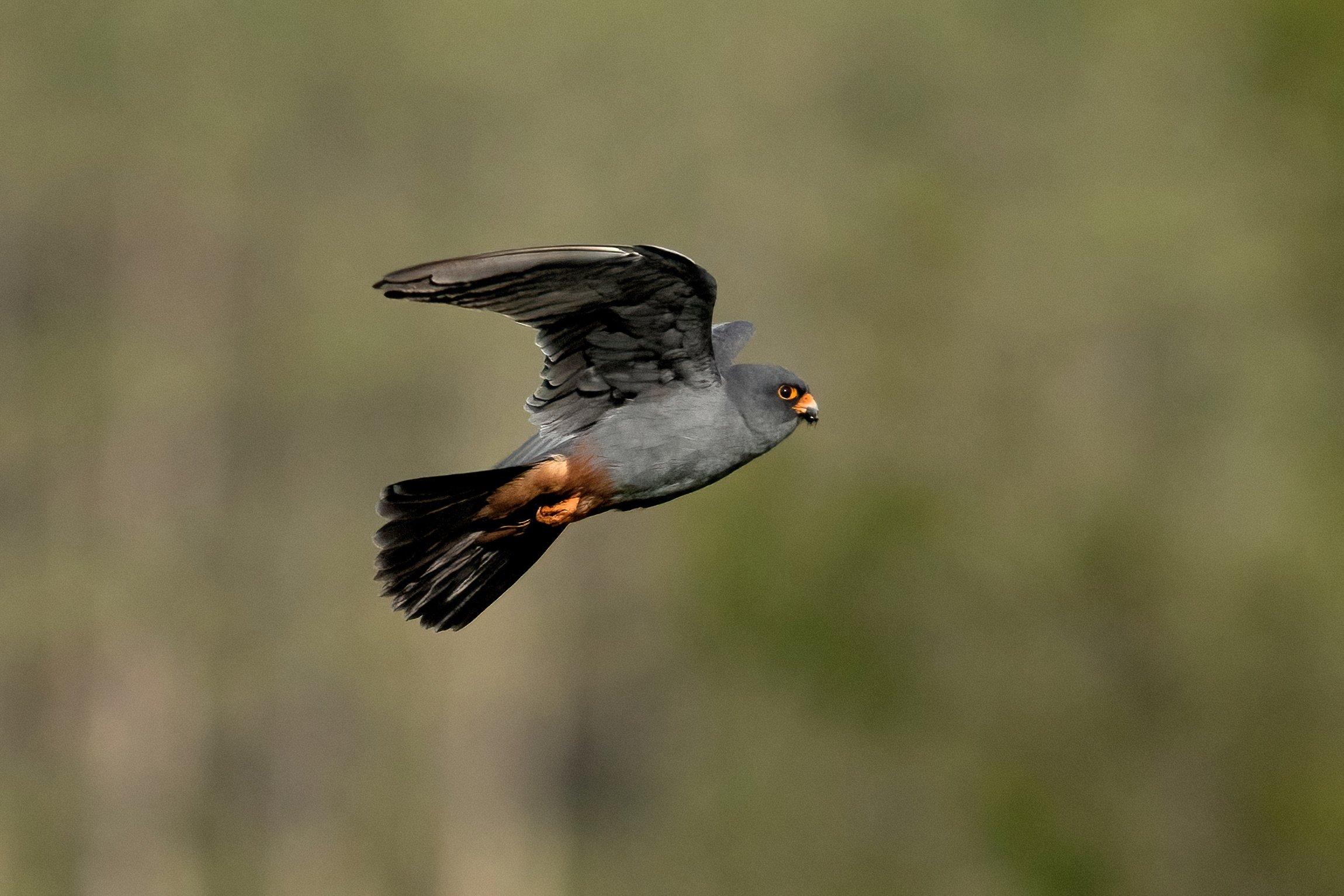 CUCKOOO FALCO (Falco vespertinus)