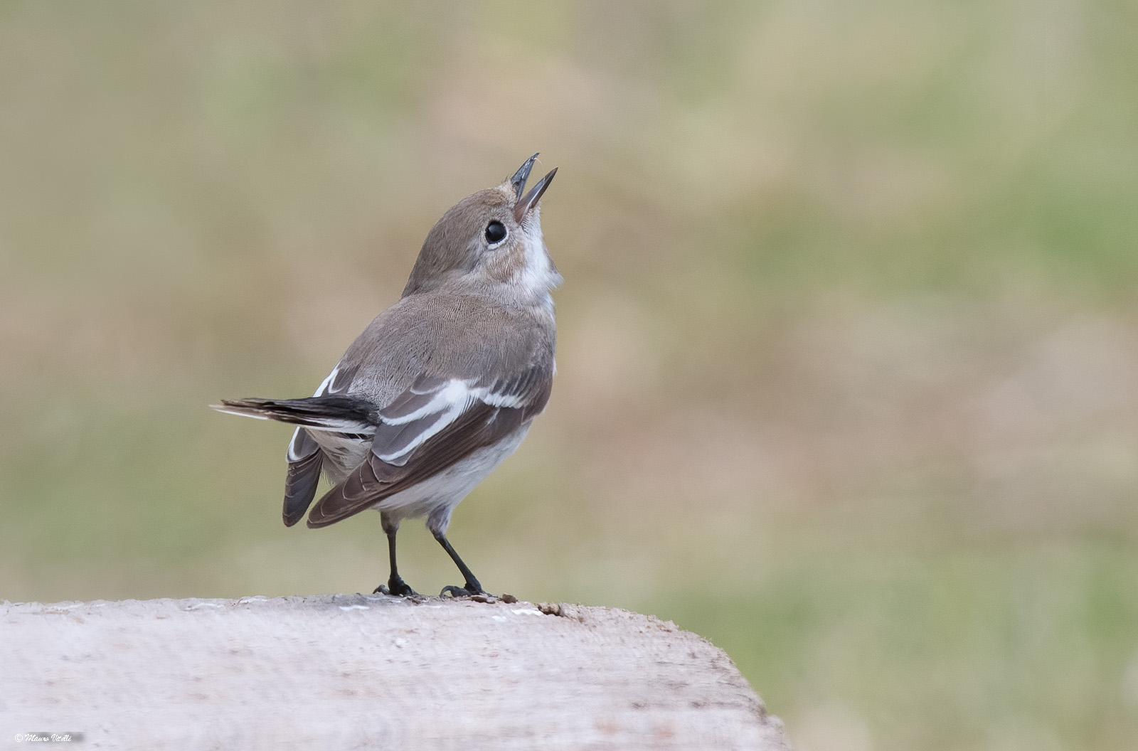 Black nurse (Ficedula hipoleuca)