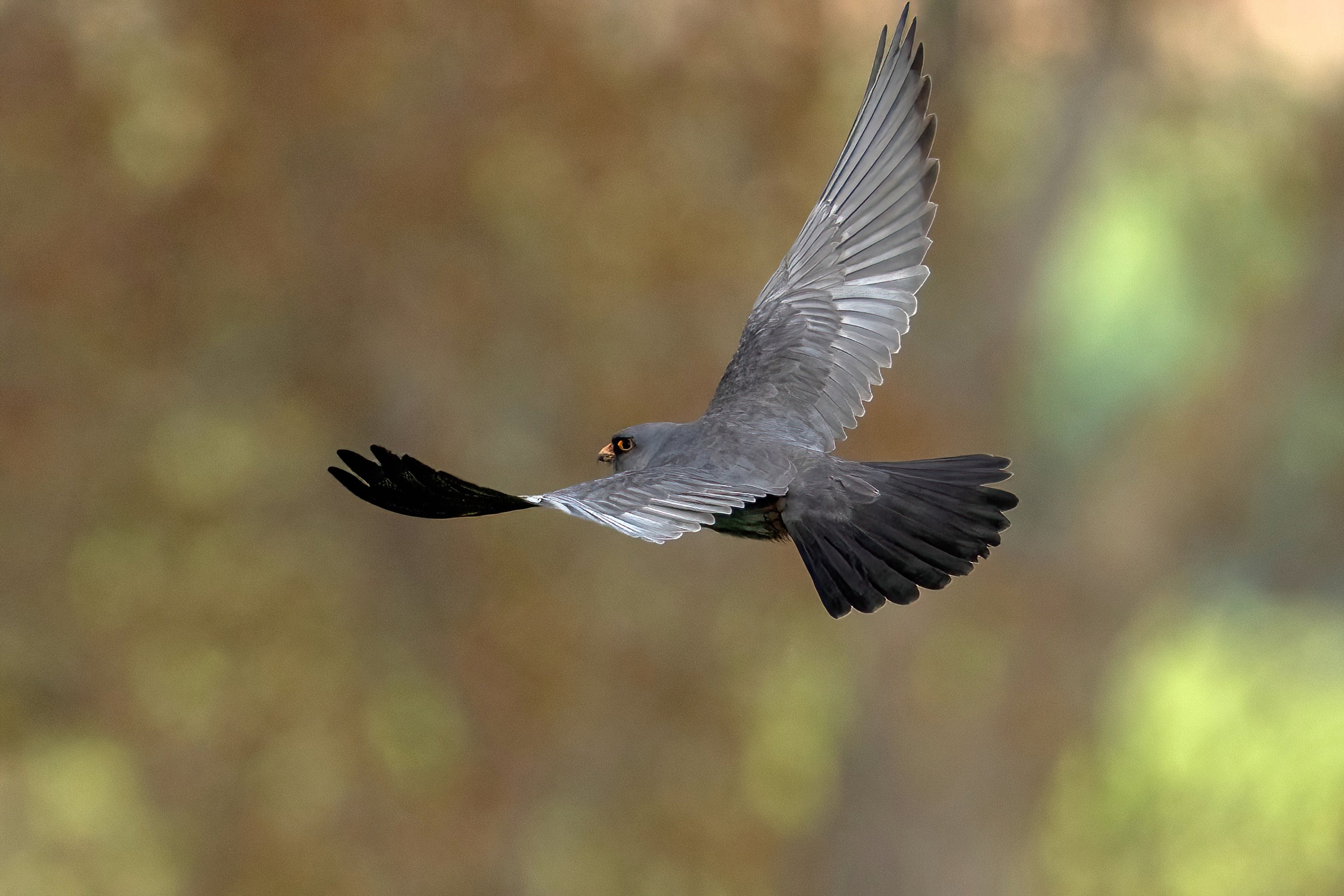 falco cuculo (falco vespertinus)