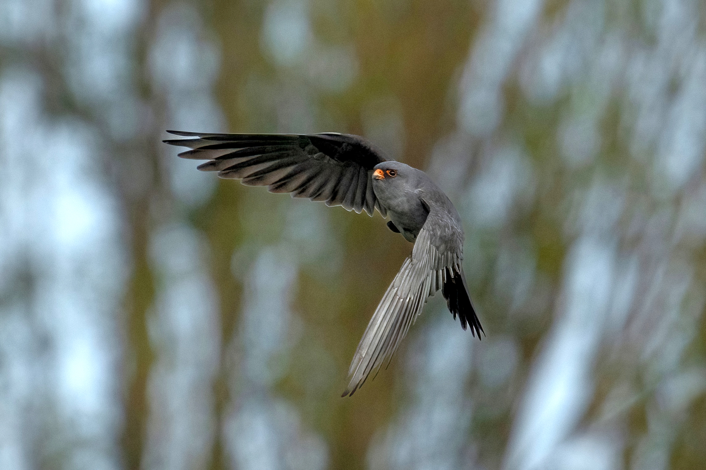 falco cuculo (falco vespertinus)