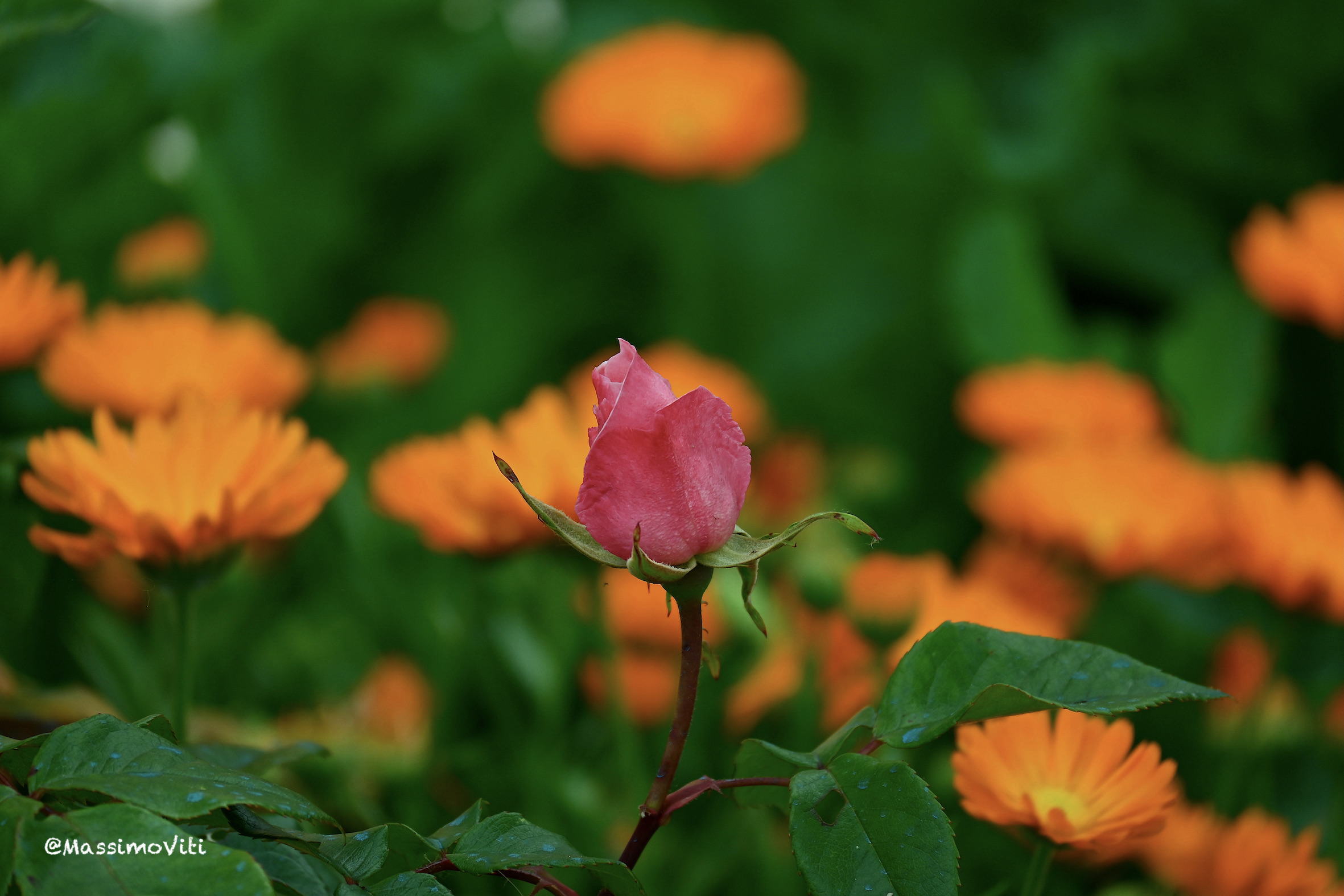 bud.. among the orange of the wild Calendula