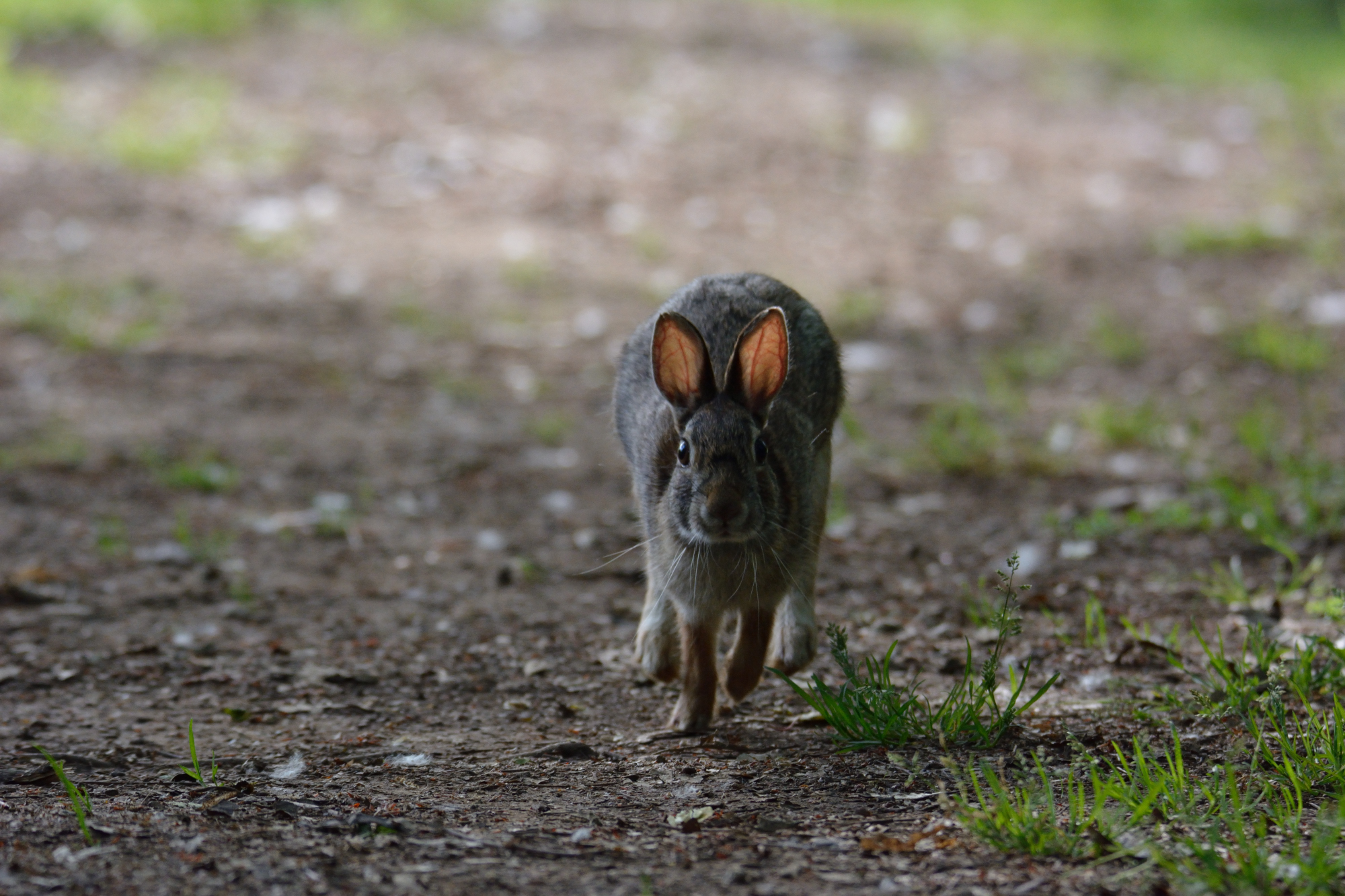 Curious hare