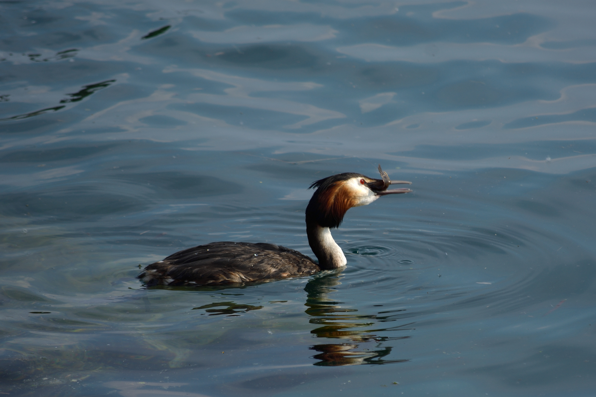 Peaching grebe